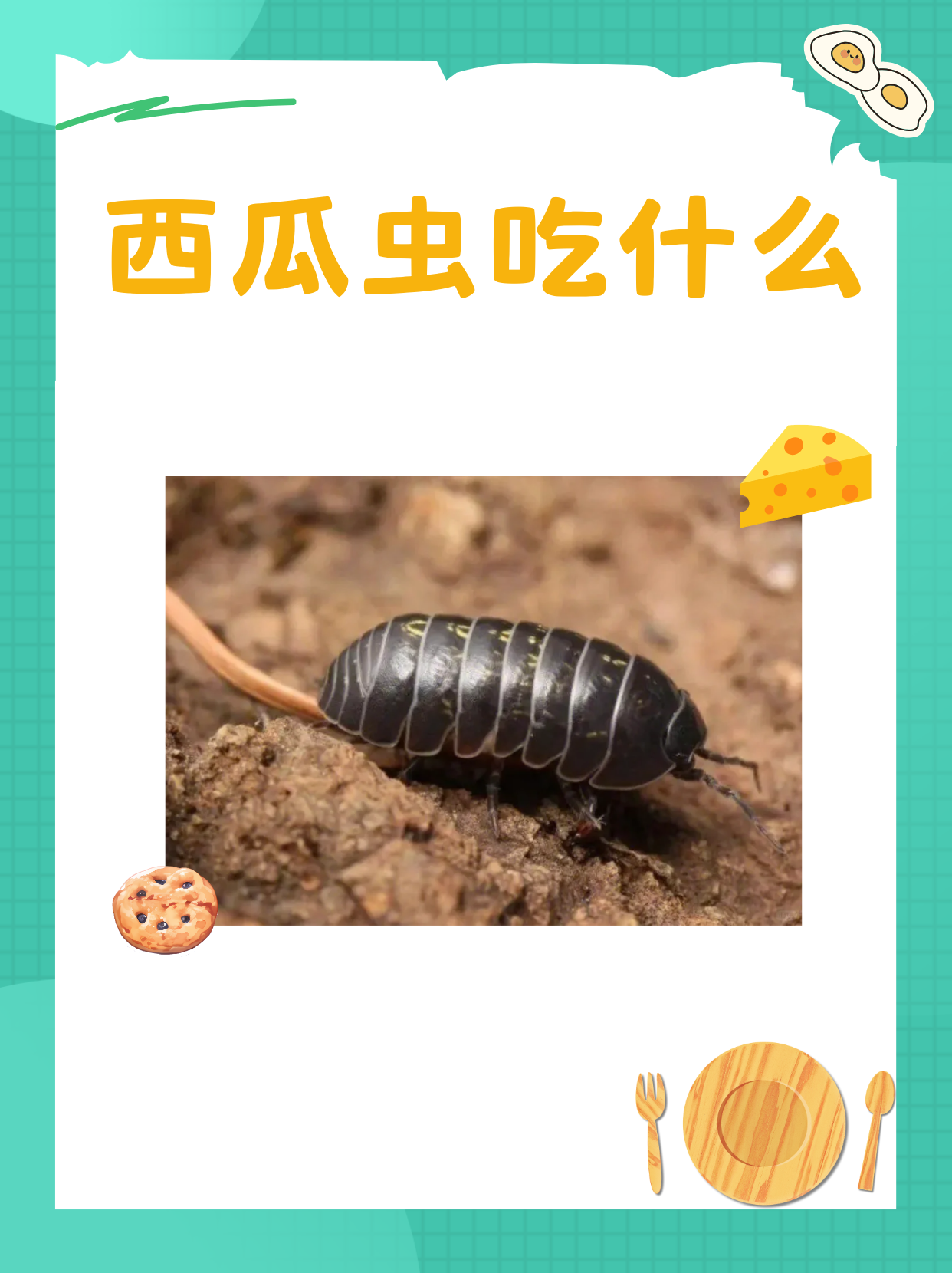 西瓜虫吃什么  西瓜虫为什么要蜷成球?