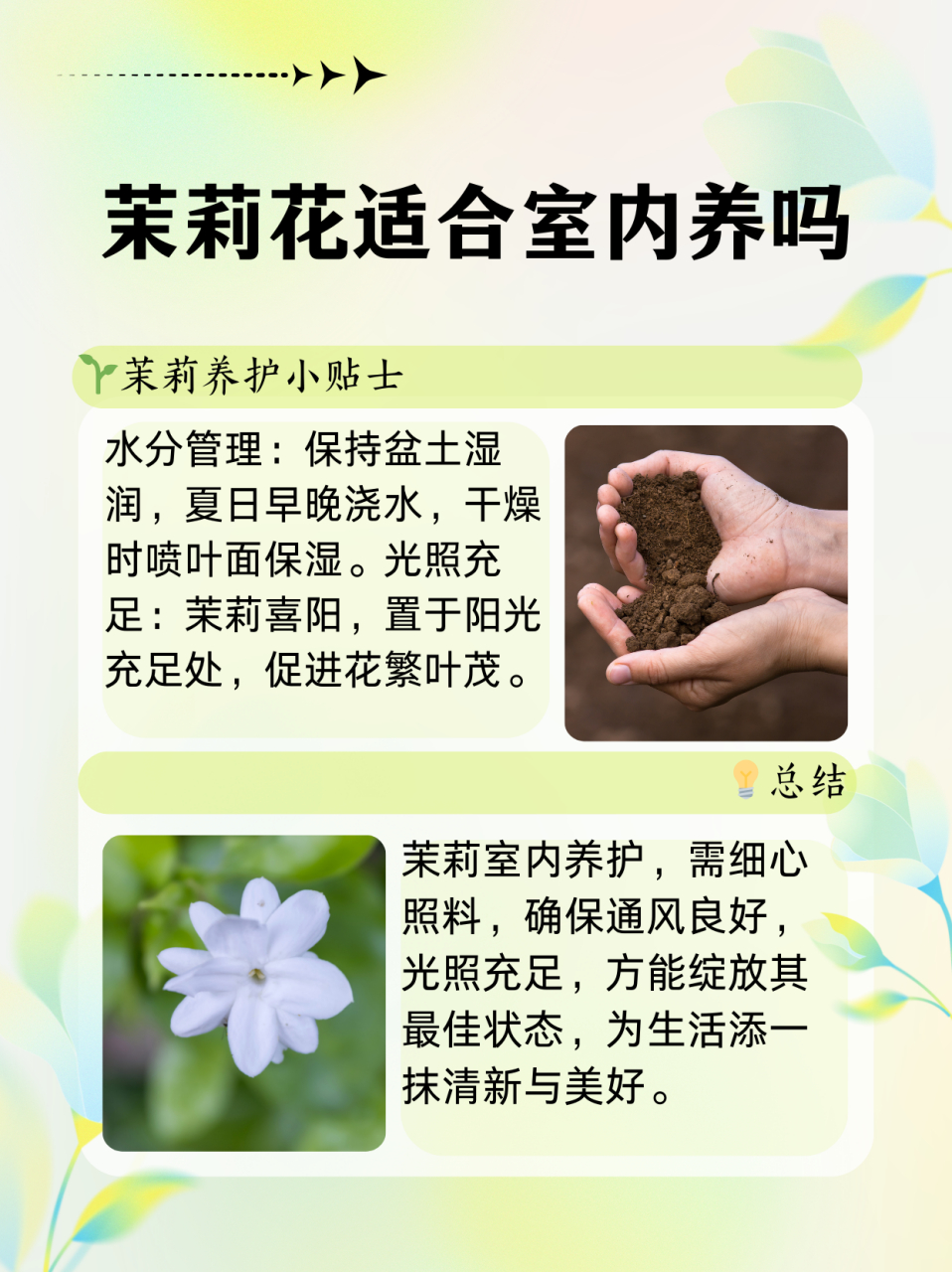 茉莉花养殖技巧图片