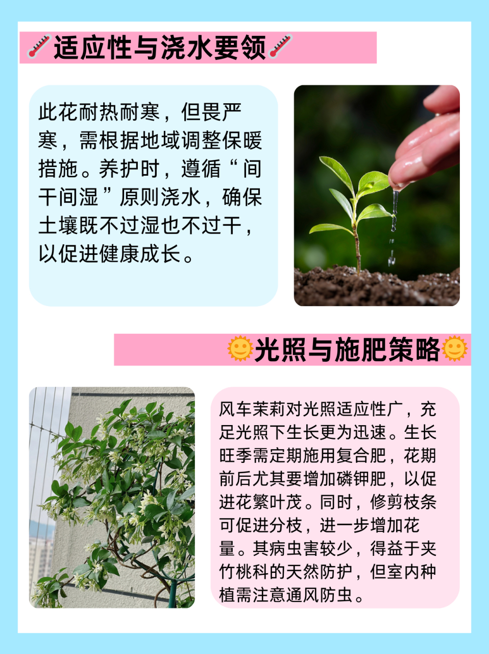 茉莉的繁殖方法图解图片