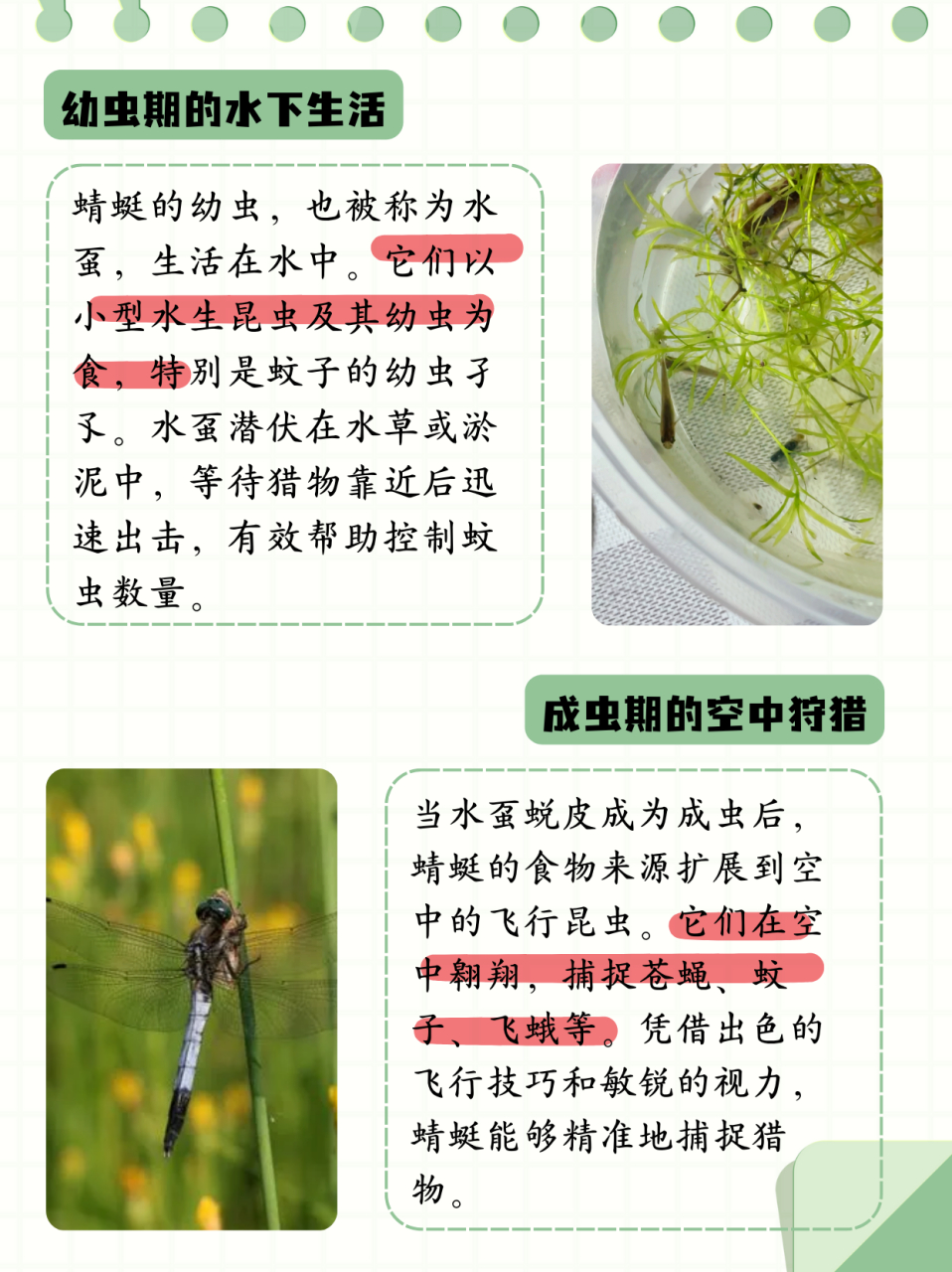 蜻蜻蜓性格图片