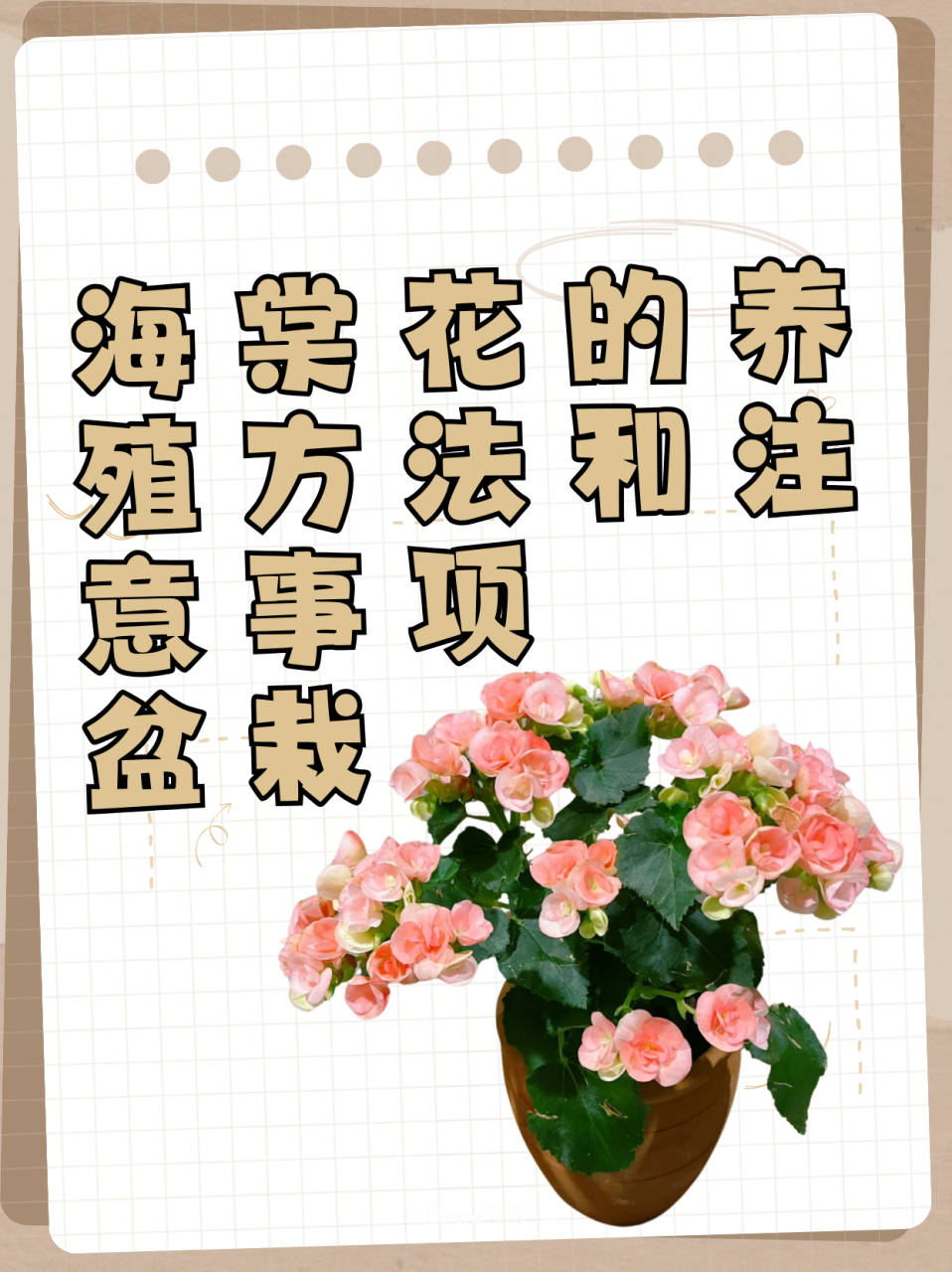 海棠花的养殖方法和注意事项 盆栽  四季海棠是多年生常绿草本植物