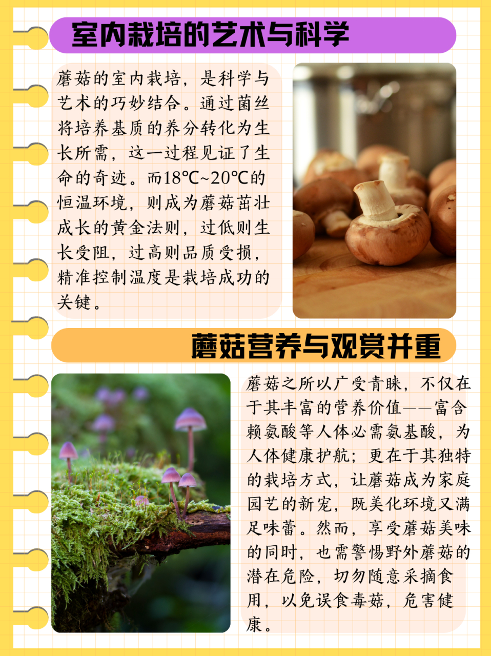 蘑菇是植物吗  蘑菇属于植物吗?