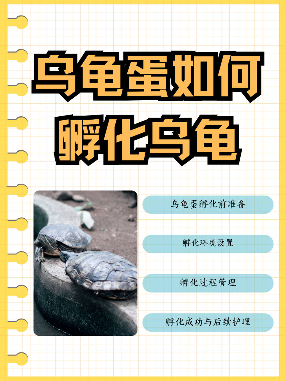 动态夏日征集令# 1,消毒 020202 将孵化乌龟蛋需要用到的东西