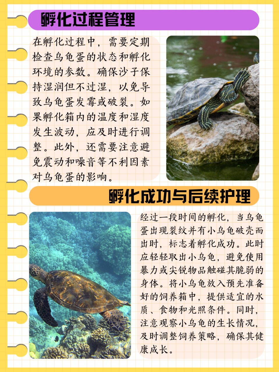 动态夏日征集令# 1,消毒 020202 将孵化乌龟蛋需要用到的东西