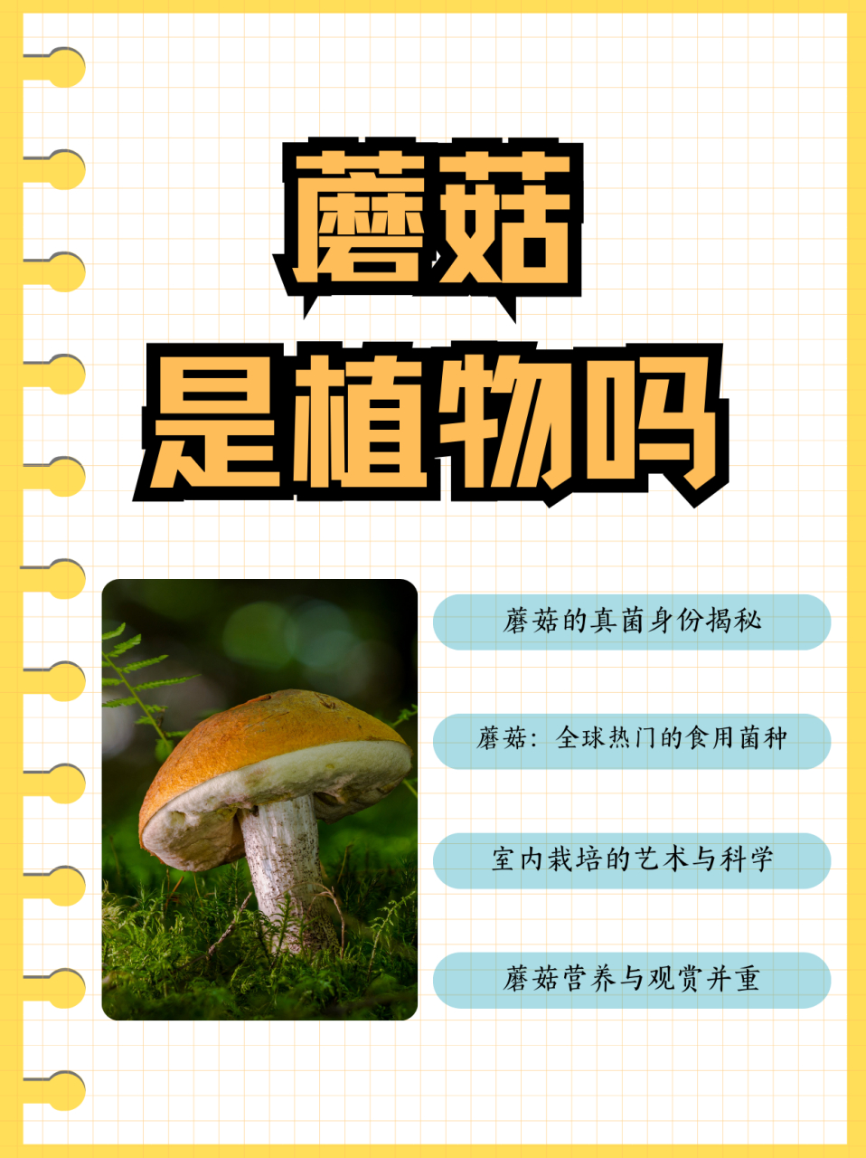 蘑菇是植物吗  蘑菇属于植物吗?