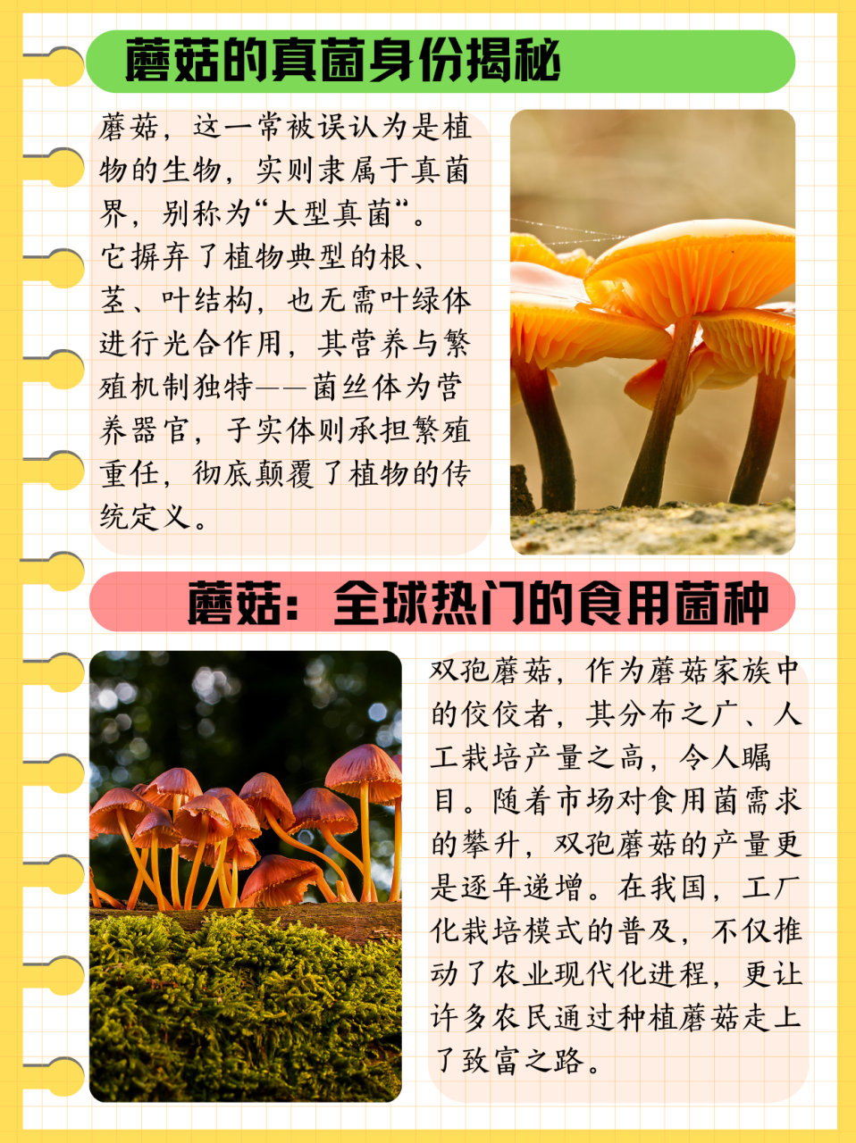 蘑菇是植物吗  蘑菇属于植物吗?