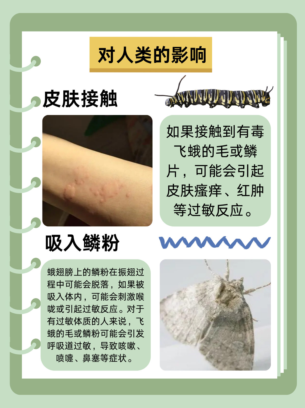 今天给大家分享飞蛾有毒吗!