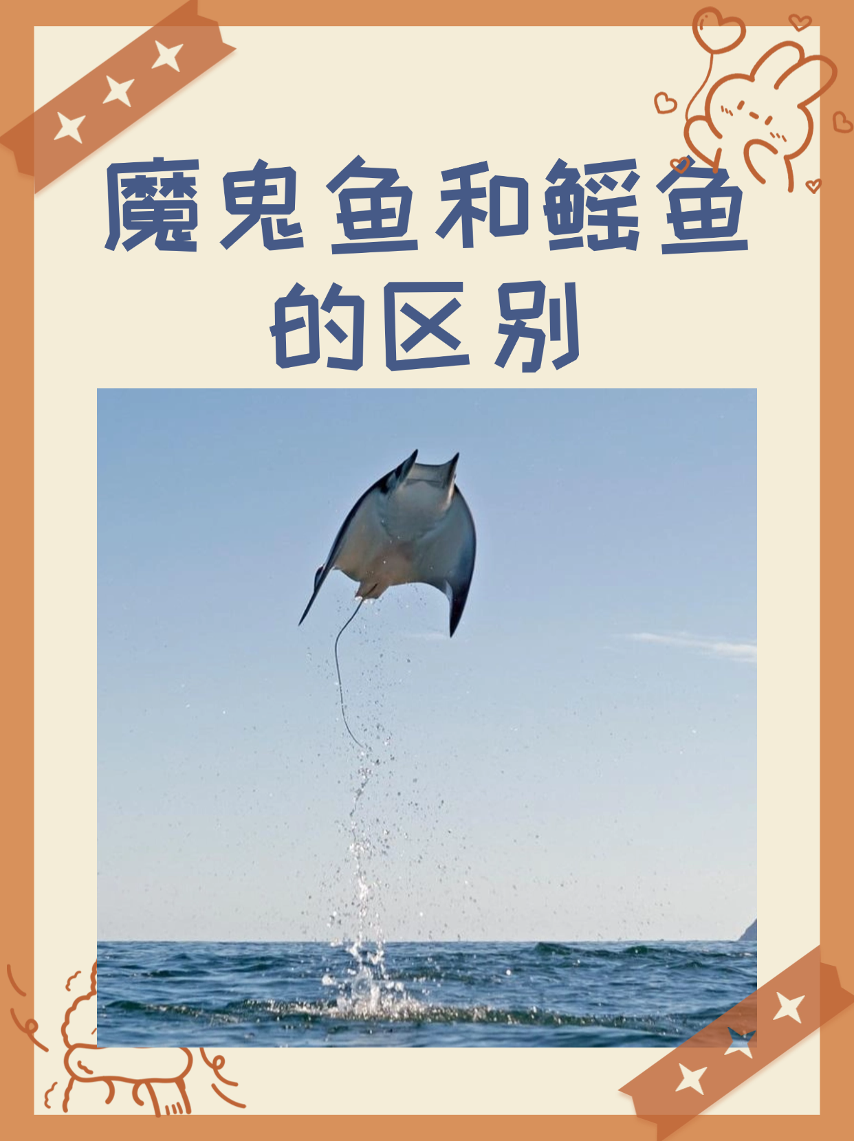 让我们聊聊那些让人既爱又怕的海洋居民魔鬼鱼和鳐鱼!