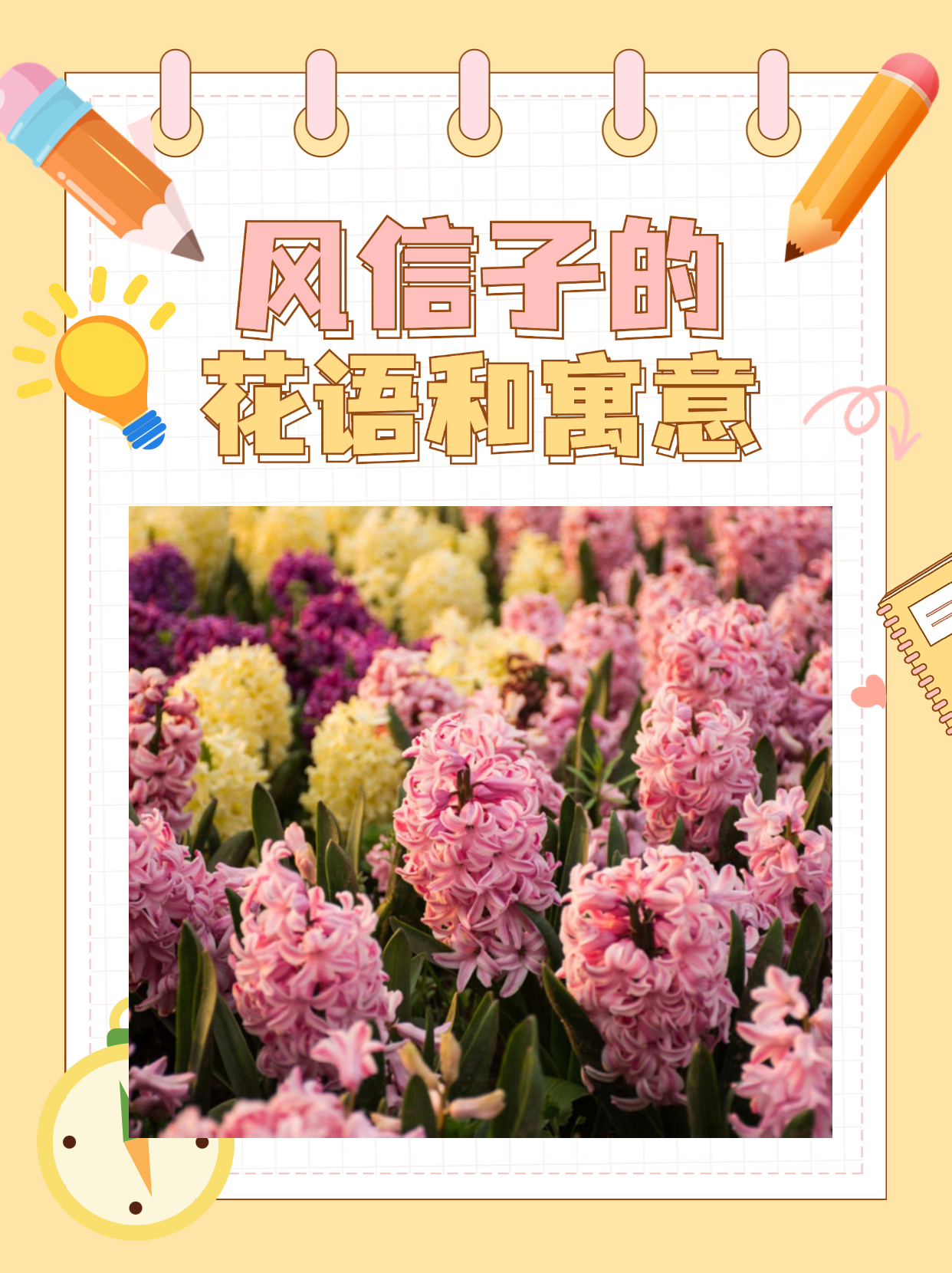 风信子花语 寓意图片