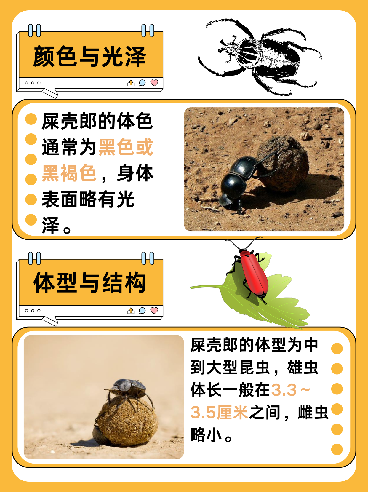 颜色与光泽 屎壳郎的体色通常为黑色或黑褐色,身体表面略有光泽