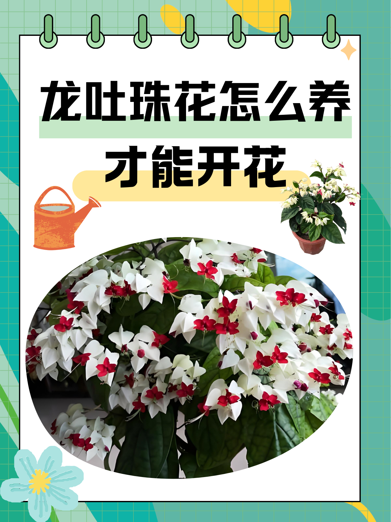 龙吐珠花有毒吗图片