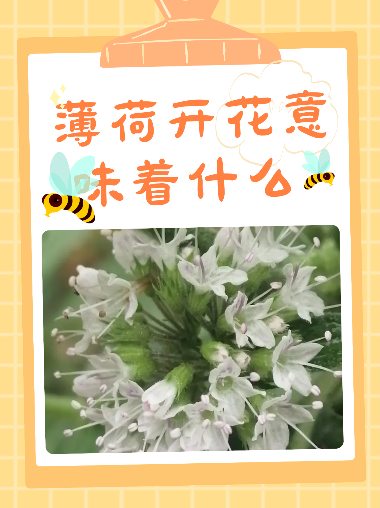 当薄荷那清新脱俗的花朵悄然绽放之时,它不仅是