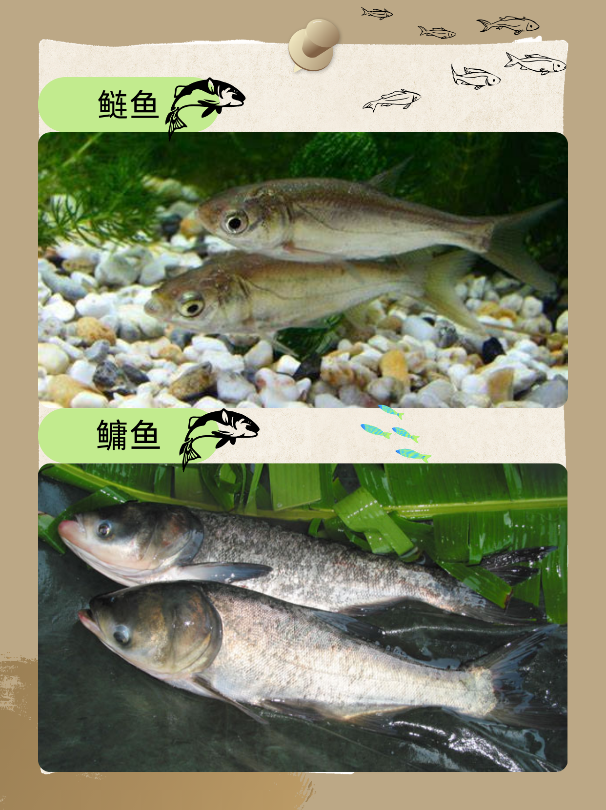 淡水鱼种类大全  #搜索话题优质计划