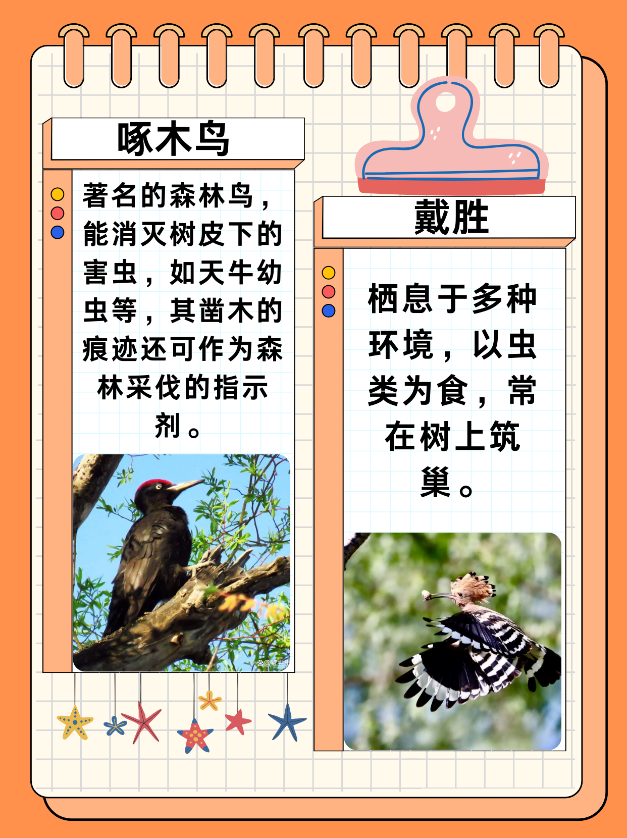 益鸟有哪些  益鸟是指那些能够捕食害虫,害兽,直接或间接对人类有益的