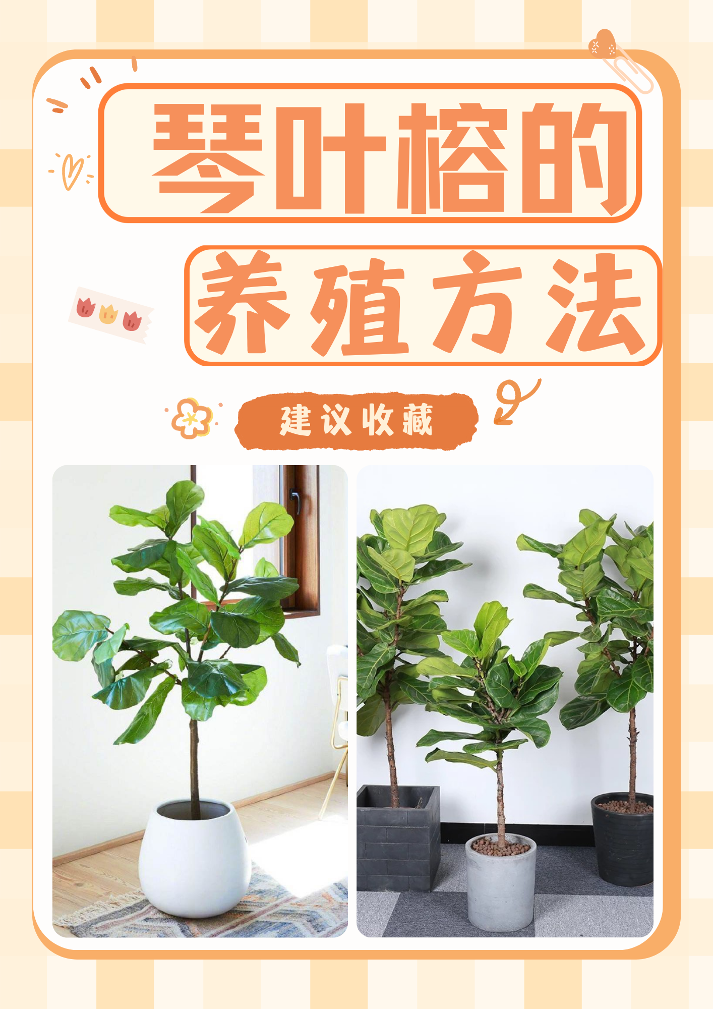 下面小编给大家介绍一下琴叶榕的养殖方法  1.