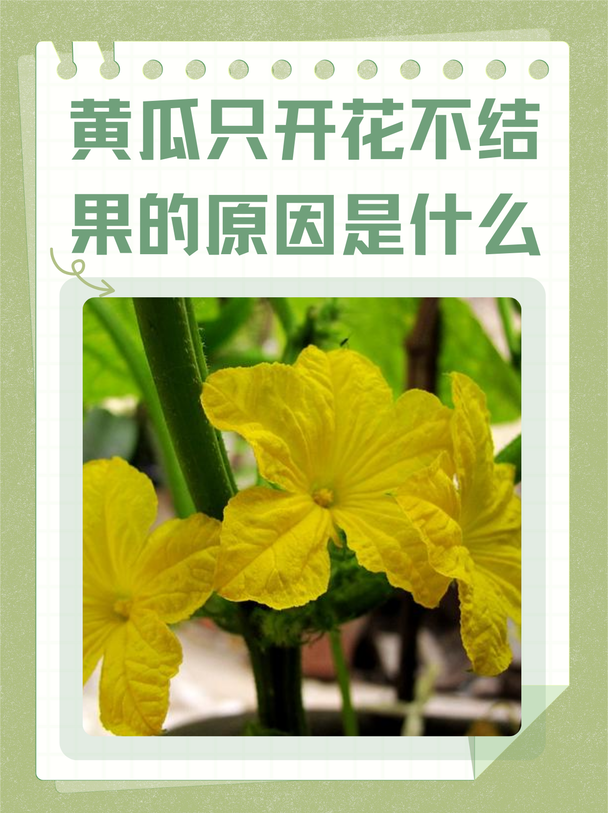 黄瓜作为喜温作物,对温度有着较高的要求呢