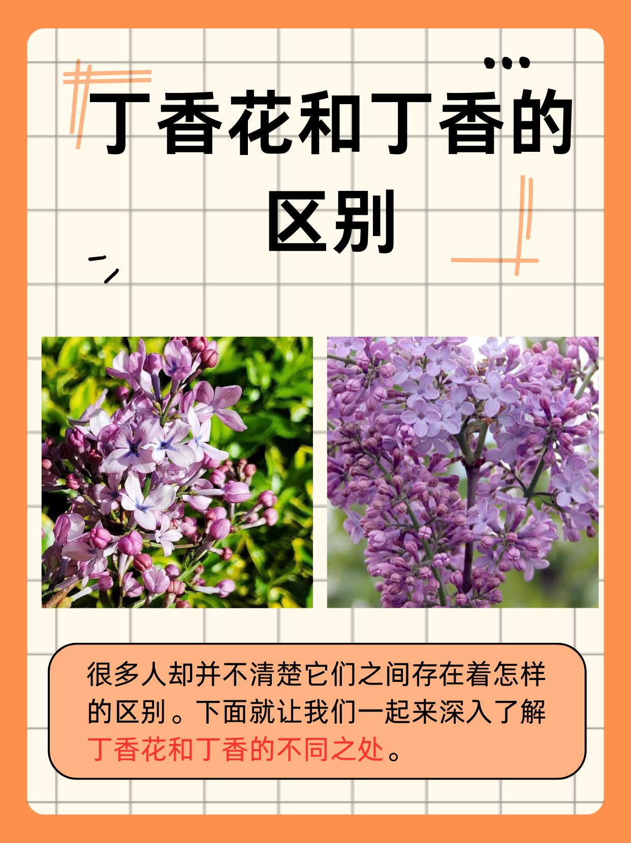 丁香花几月份开花图片