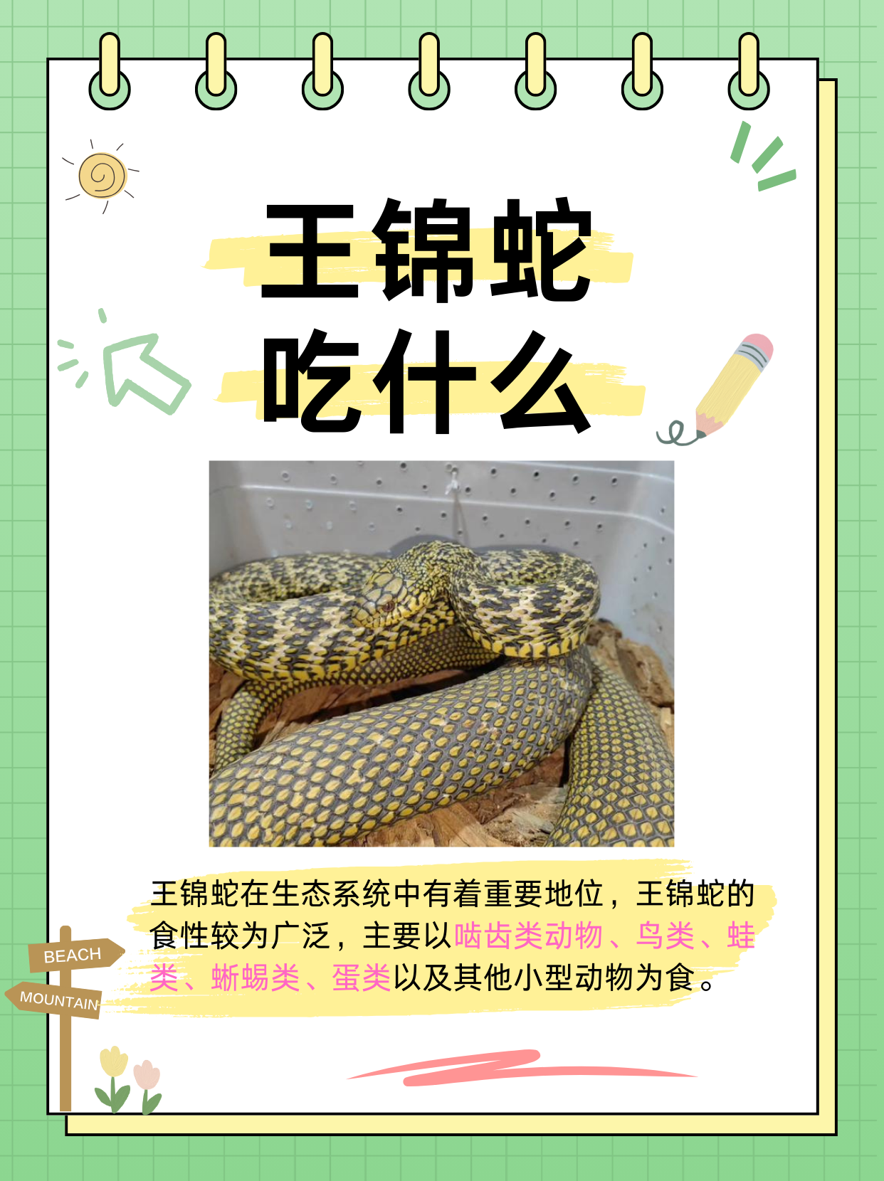 王锦蛇,一种体型较大且具有独特魅力的蛇类