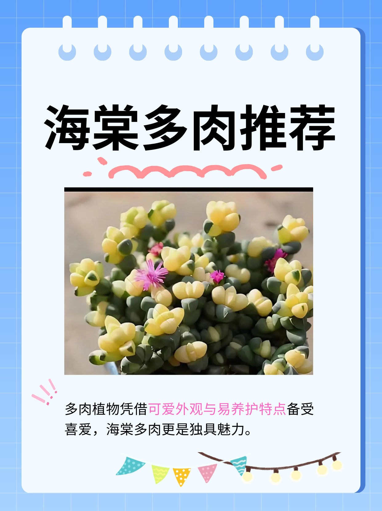 多肉植物以其可爱的外观和易养护的特点,受到了很多人