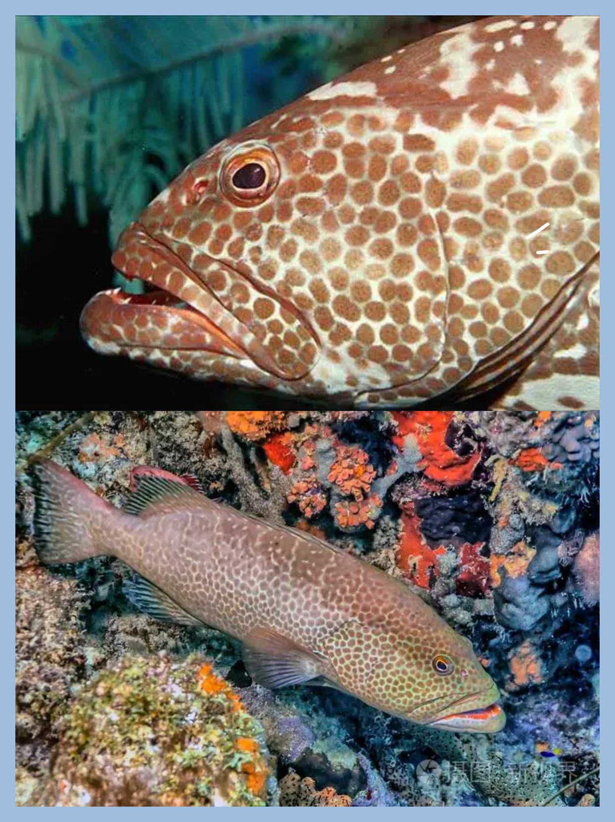 今天,我将带你一起探索老虎斑鱼的图片,展示它们的迷人魅力和自然美