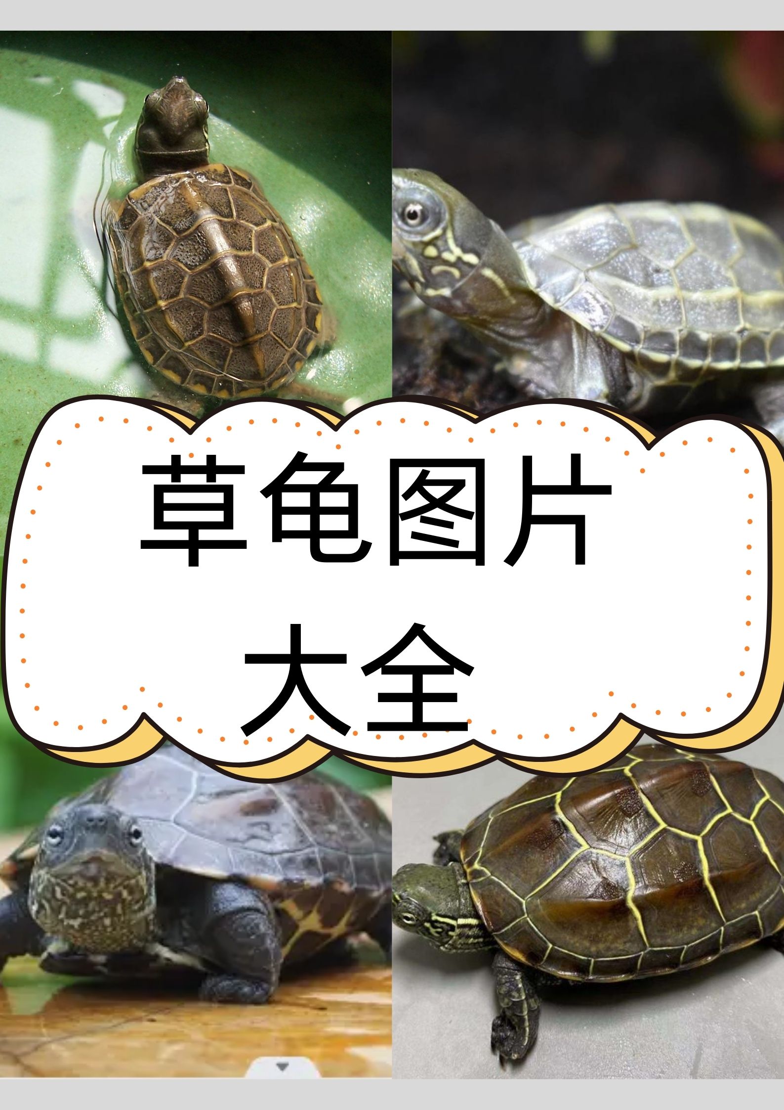 草龟,又名乌龟,中华草龟,是宠物界的明星!