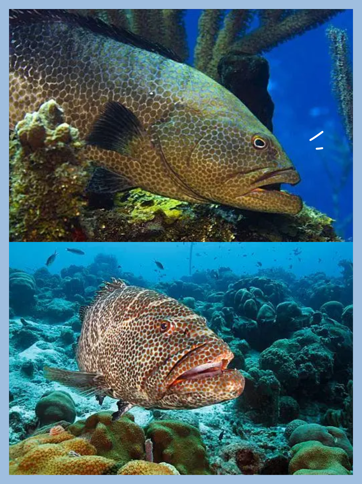 老虎斑鱼以其独特的条纹和绚丽的色彩成为水族爱好者的