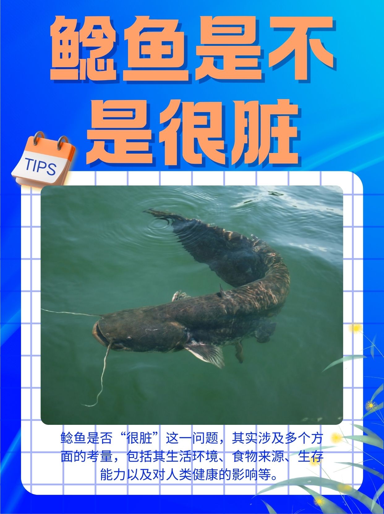 鲶鱼是不是很脏  鲶鱼是否"很脏"这一问题,其实涉及多个方面的考量