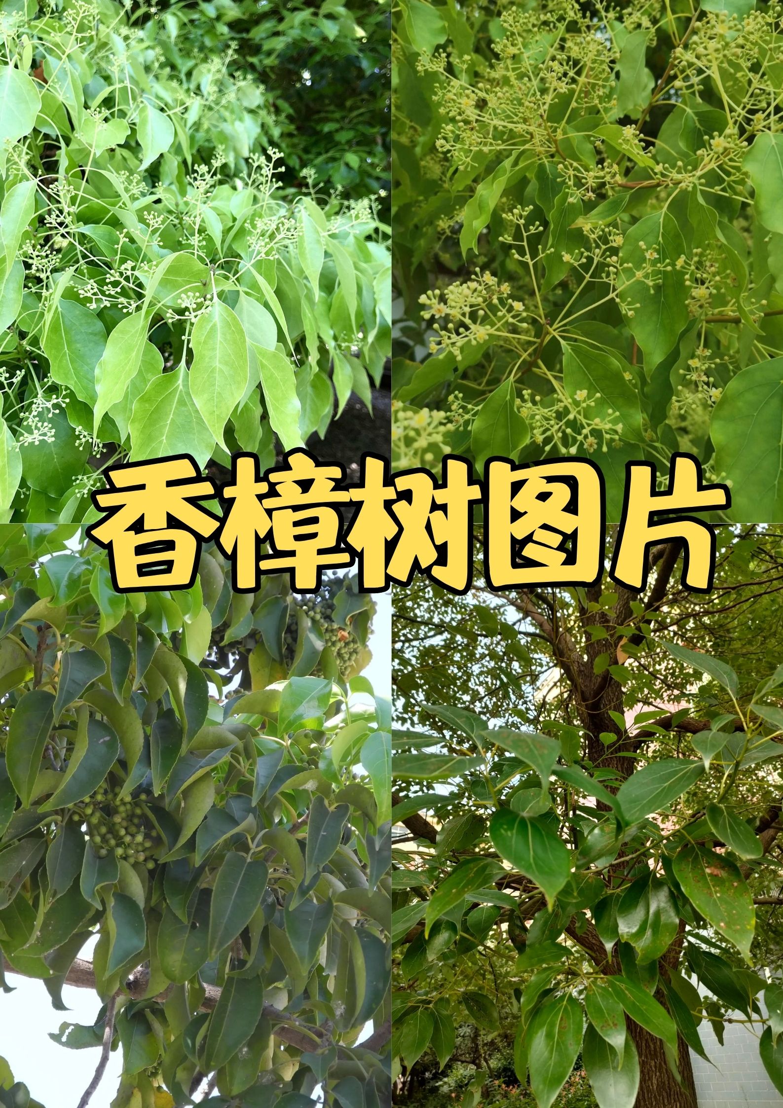 在晨曦或黄昏,阳光透过香樟树的枝叶,洒下斑驳陆离的光影,如同时间