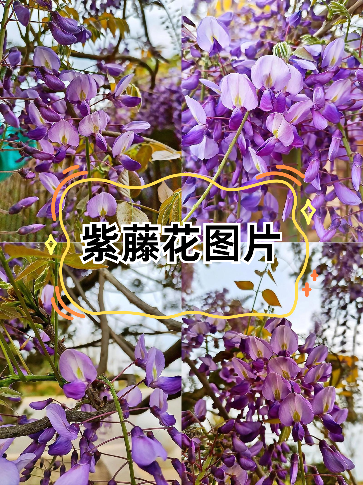 紫藤花的作用图片