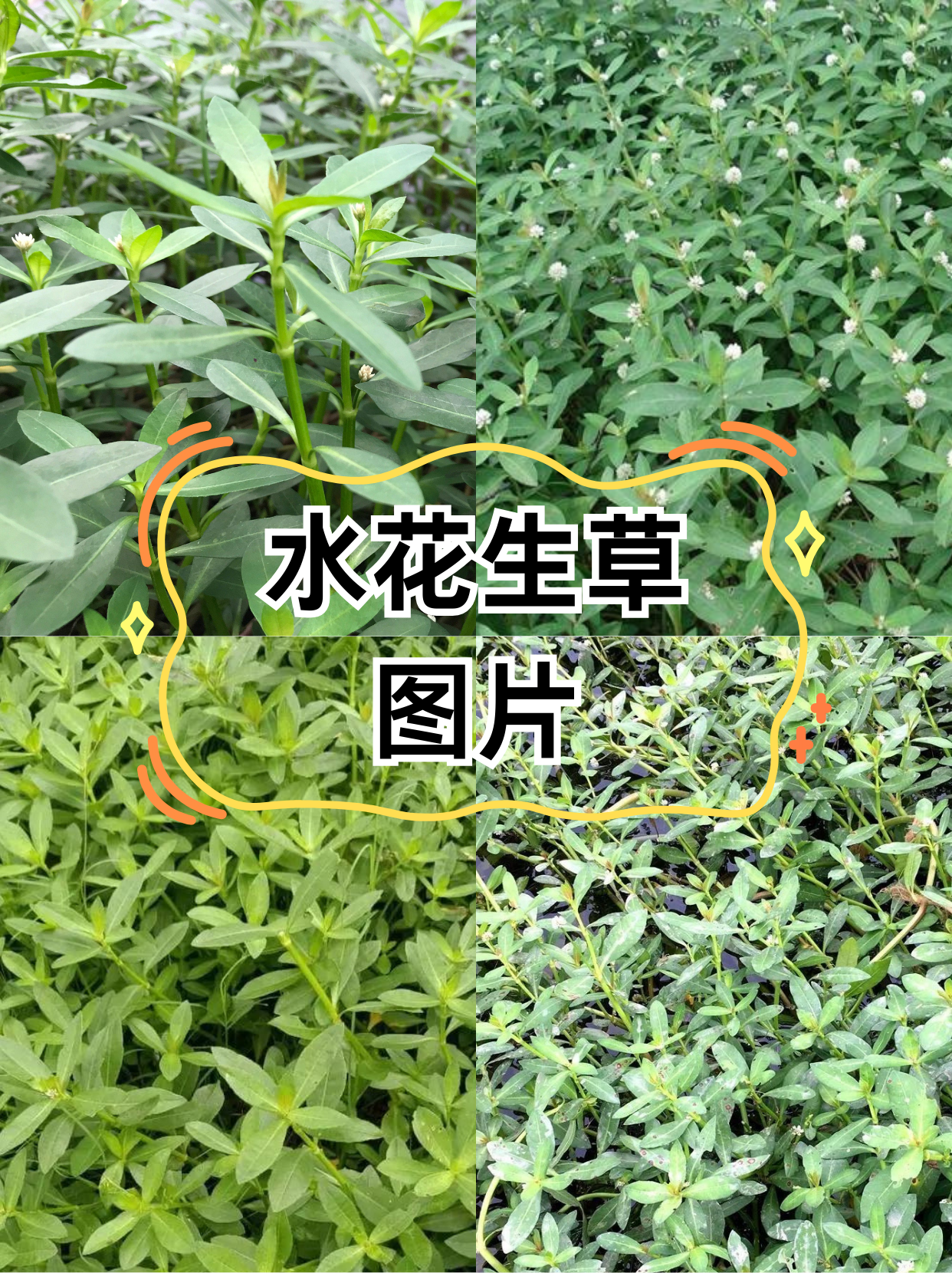 喜旱莲子草 食用方法图片