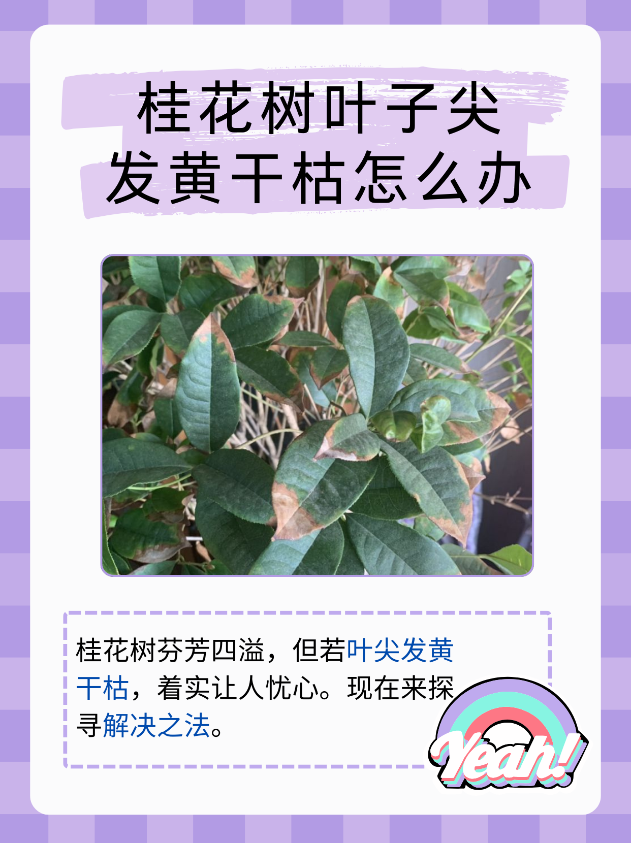 桂花树叶子尖发黄干枯怎么办