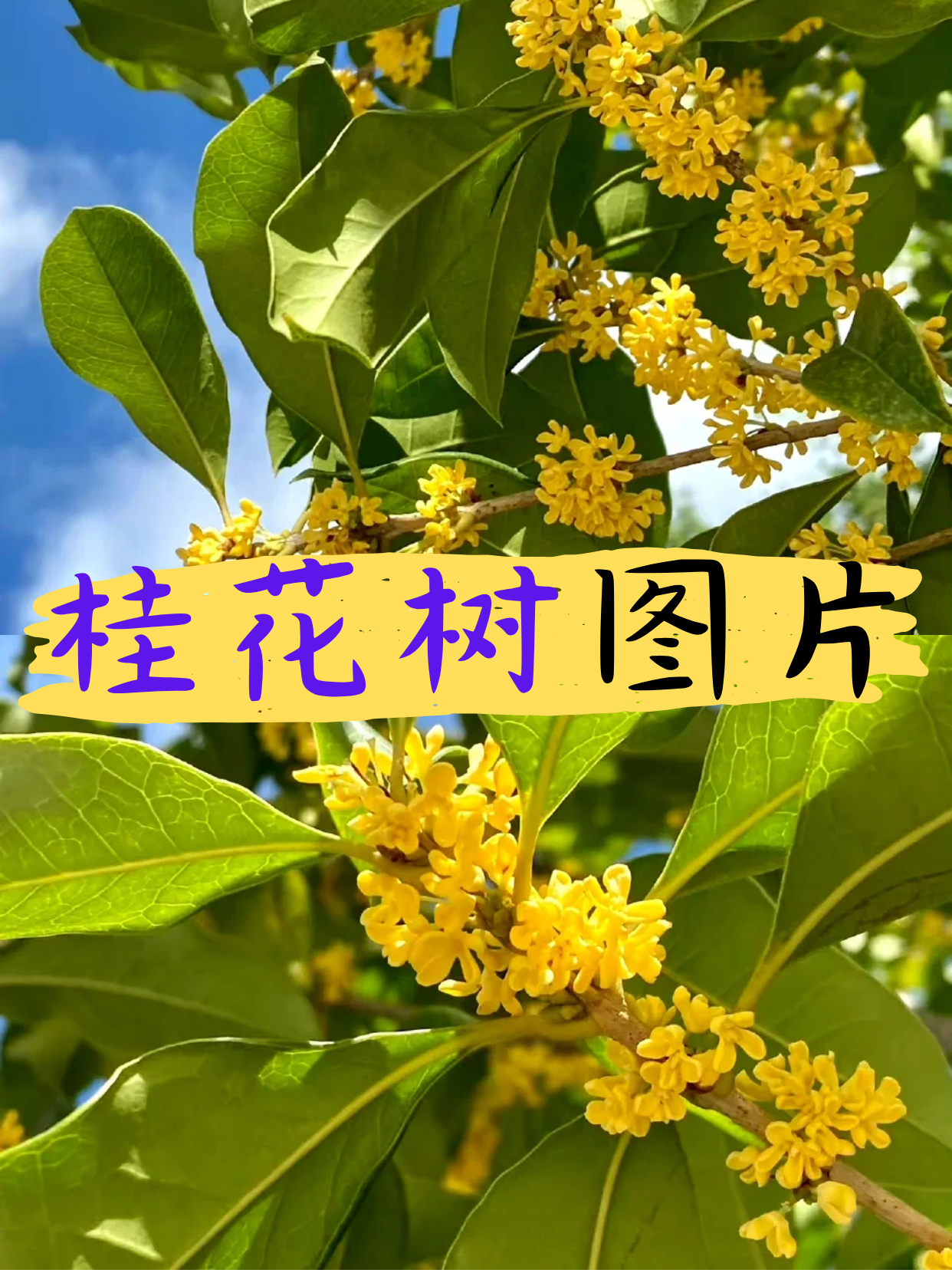 桂花树图例图片