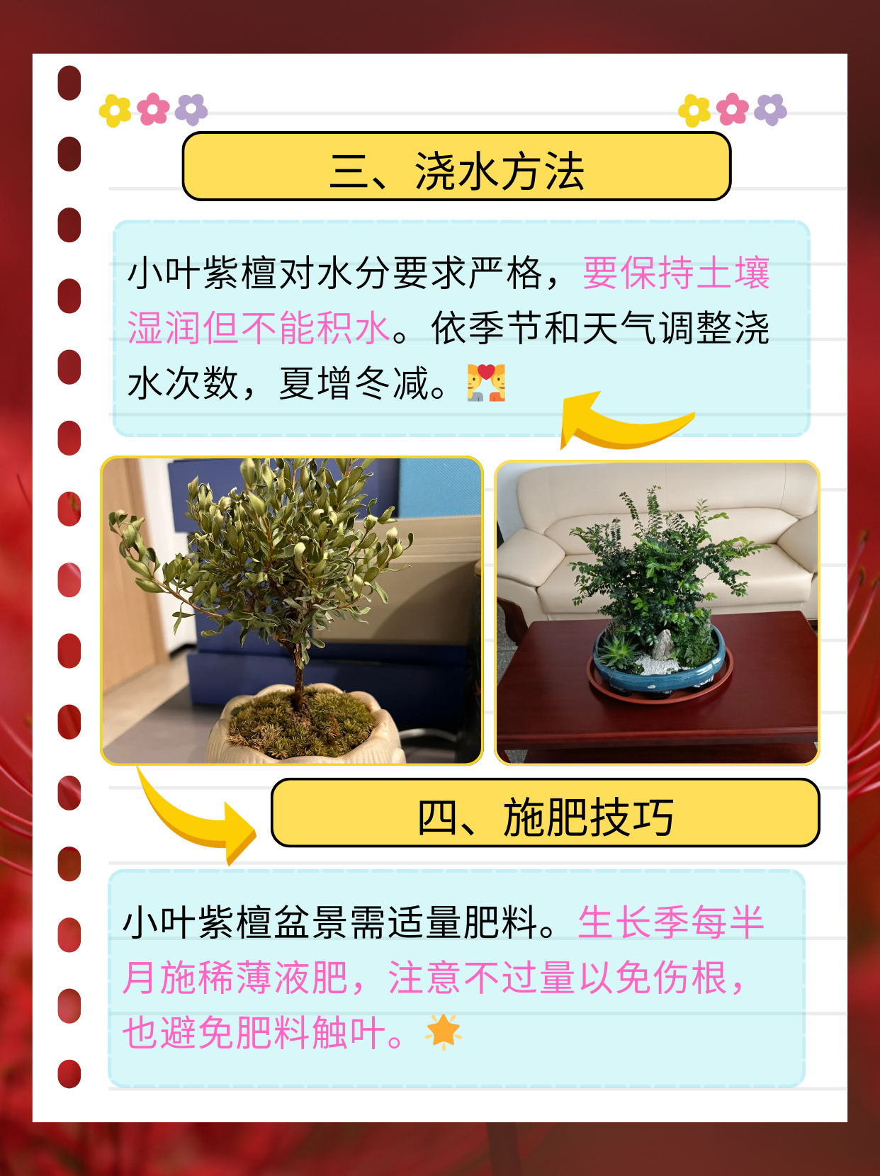 小叶紫檀花卉养殖方法图片