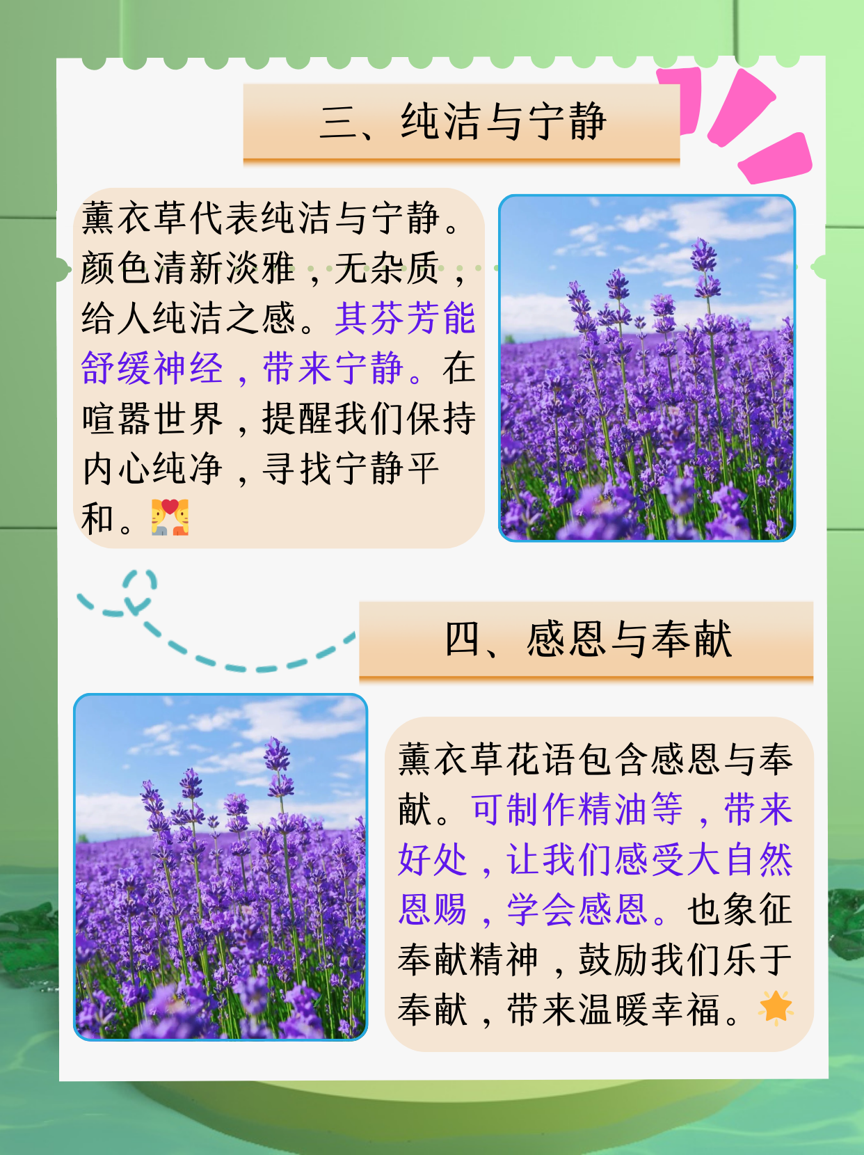 今天就一起深入了解薰衣草的花语,感受它所传达的浪漫与深情