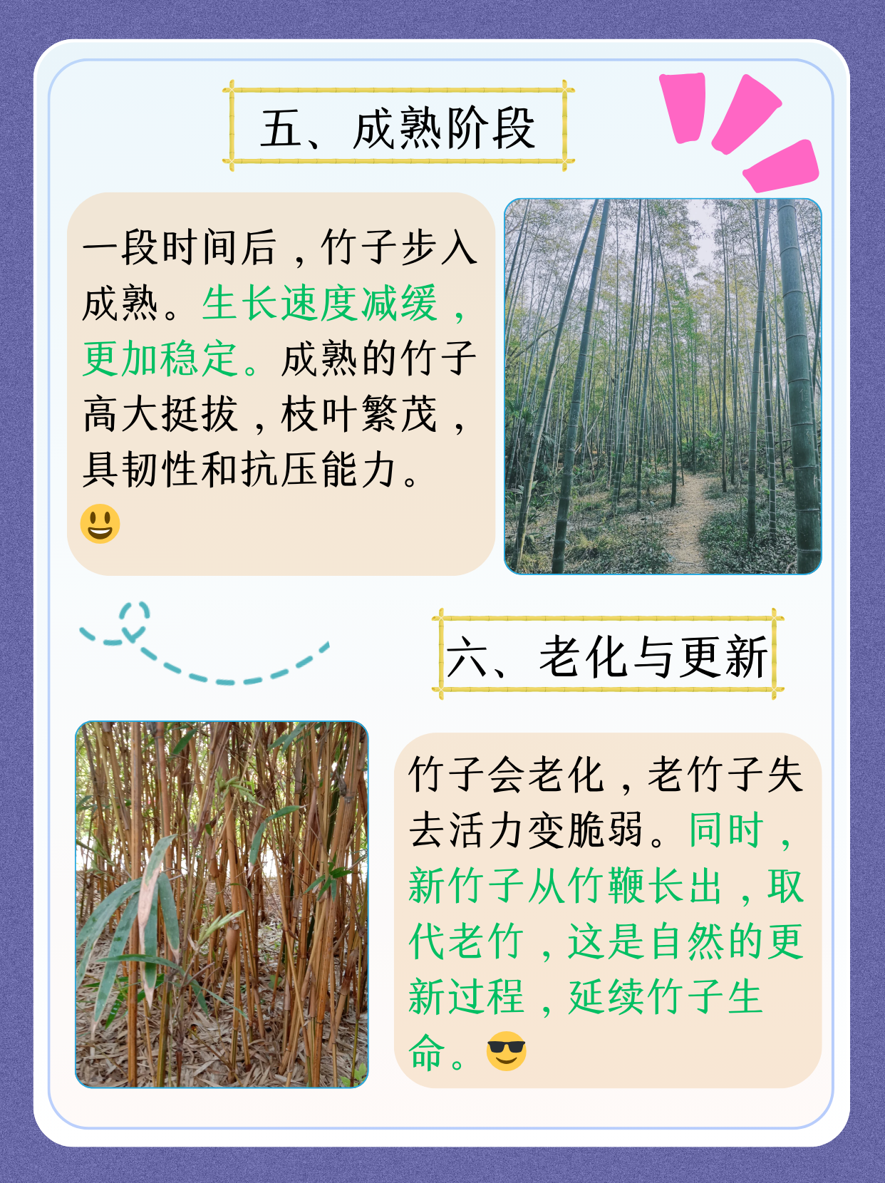 现在,让我们深入了解竹子的生长过程,感受大自然的奇妙.