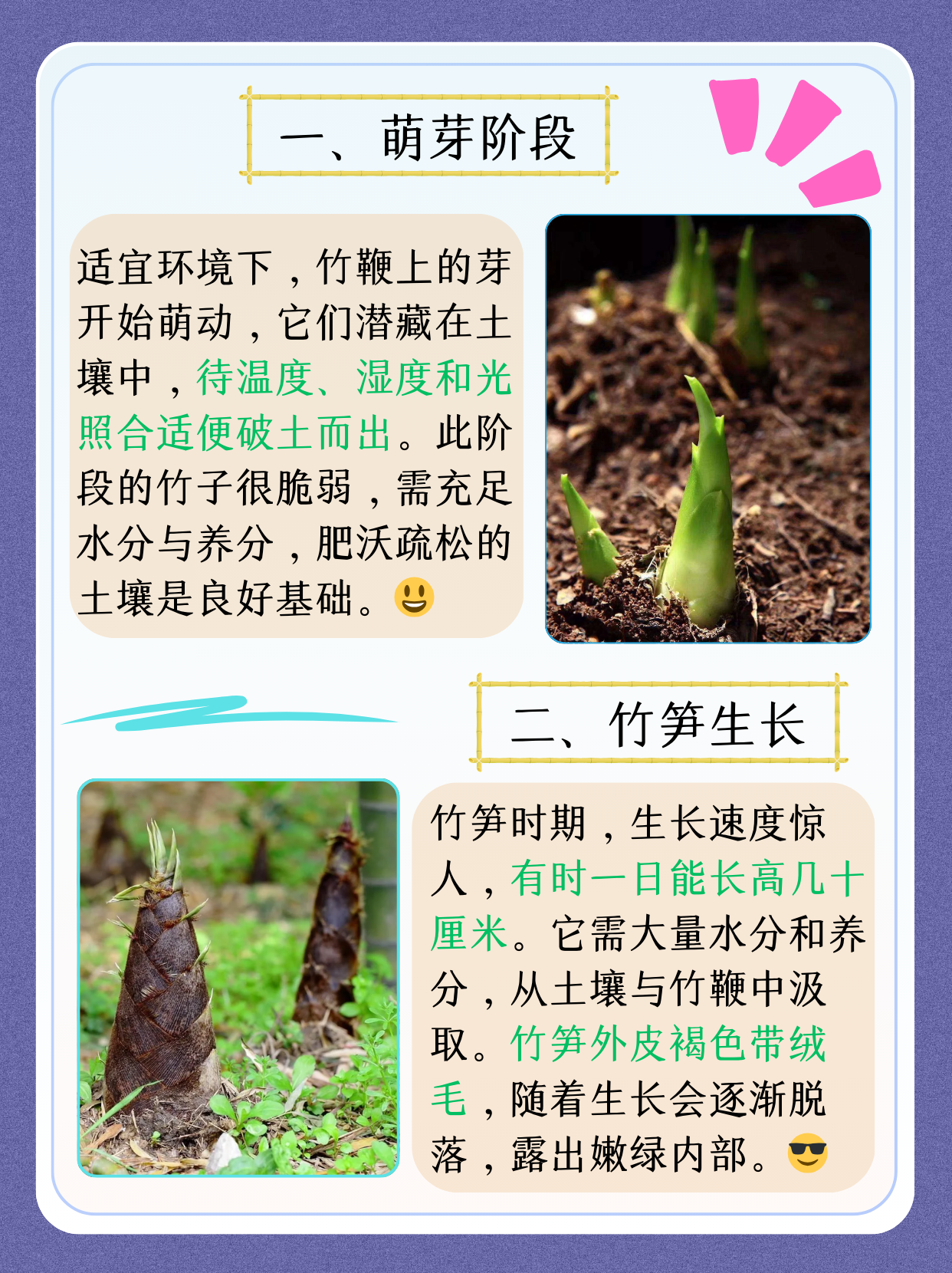 现在,让我们深入了解竹子的生长过程,感受大自然的奇妙.