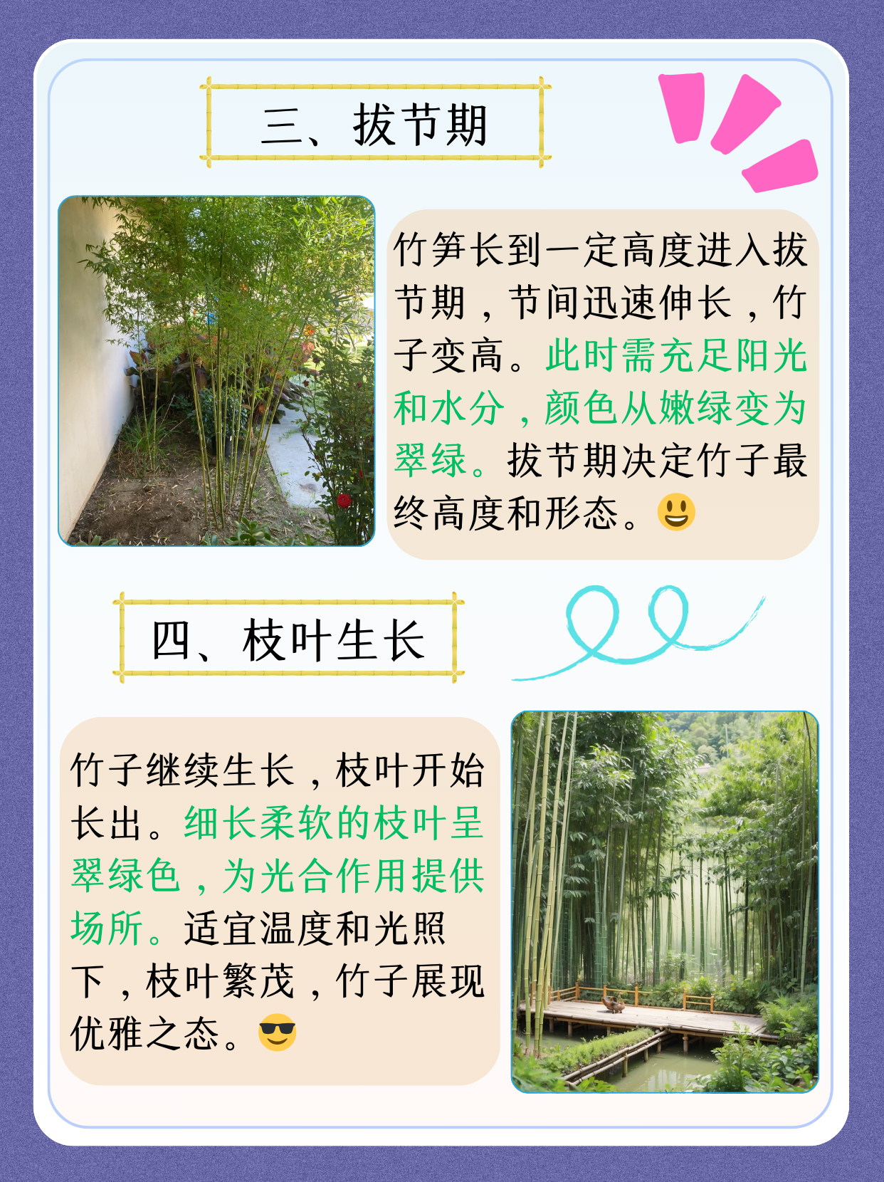 现在,让我们深入了解竹子的生长过程,感受大自然的奇妙.