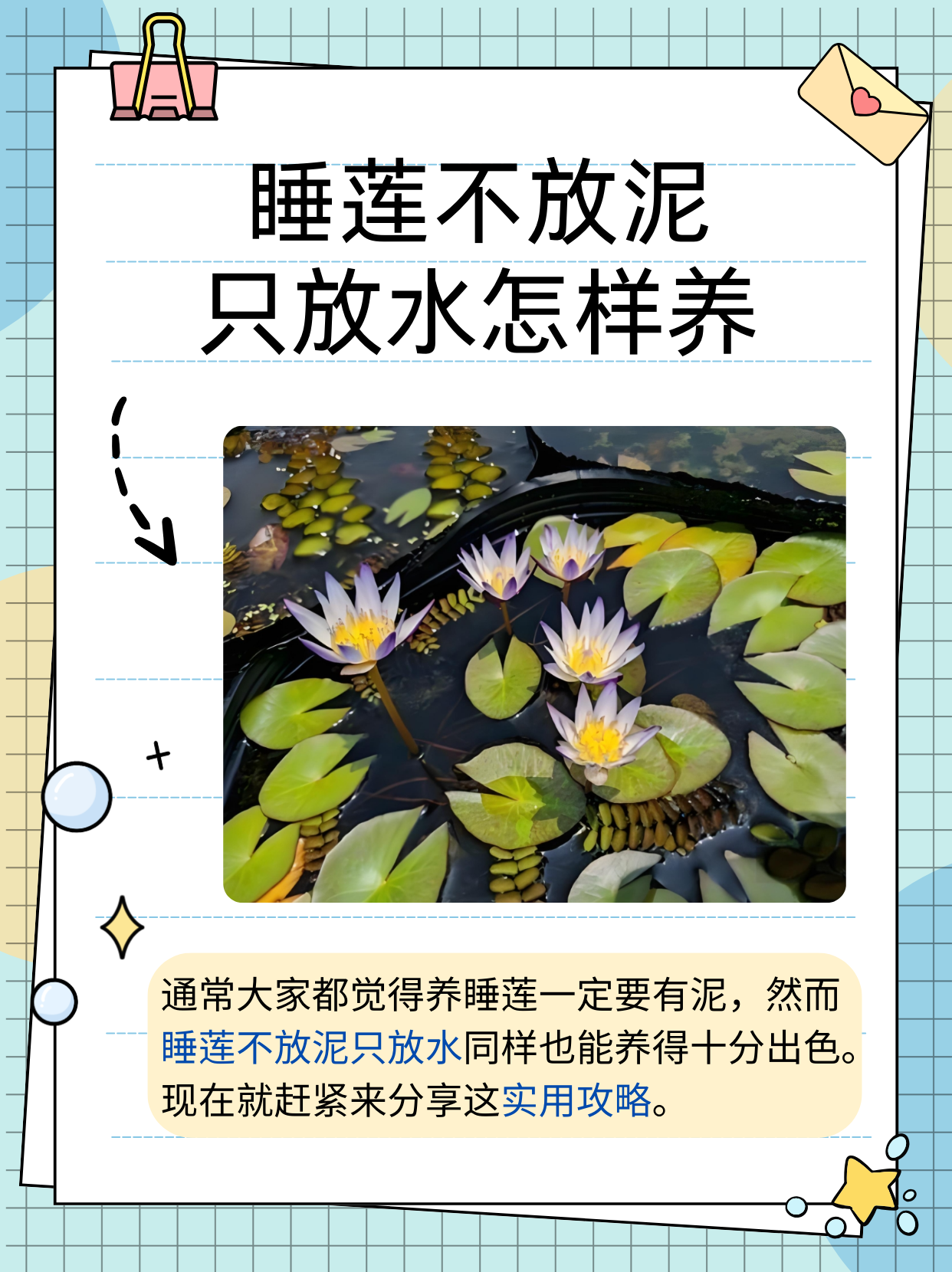 很多人都认为养睡莲必须要有泥,其实不然哦,睡莲不放泥只放水也能养得