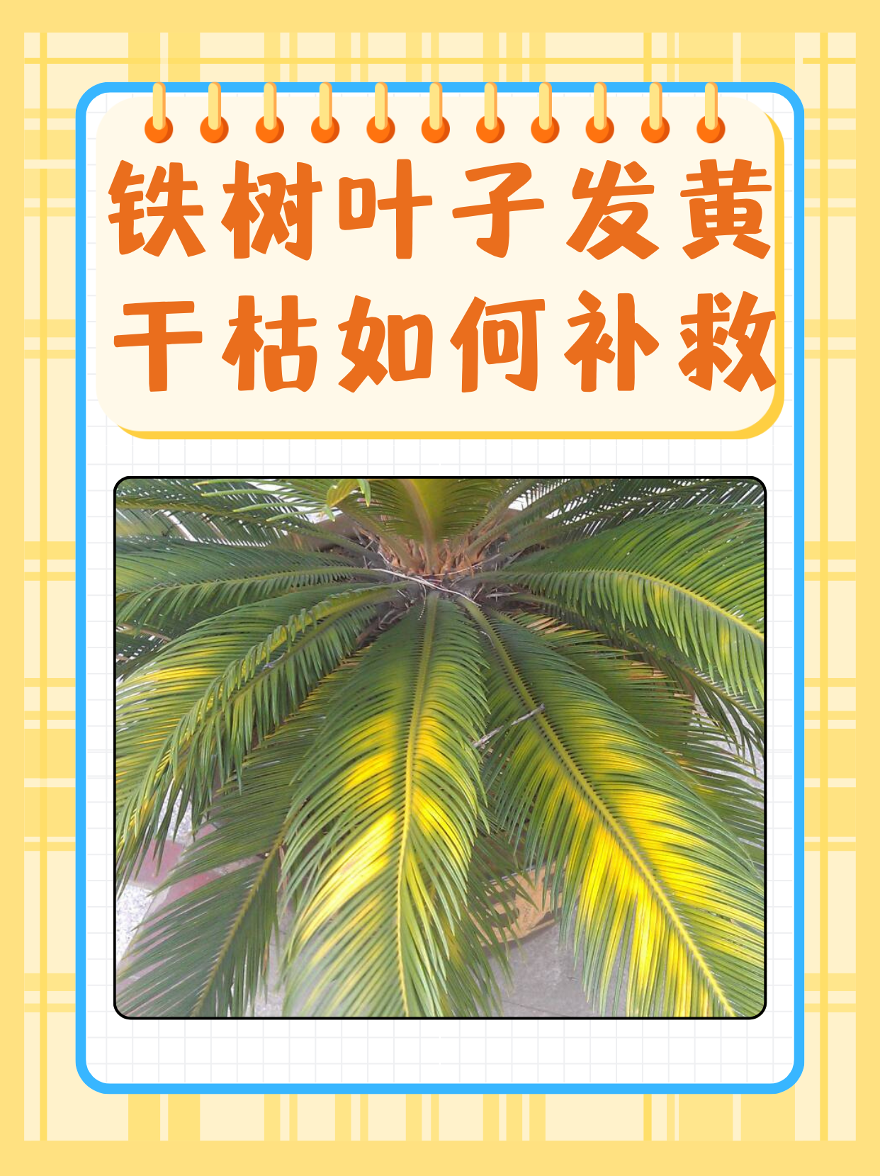 铁树叶子发黄干枯如何补救