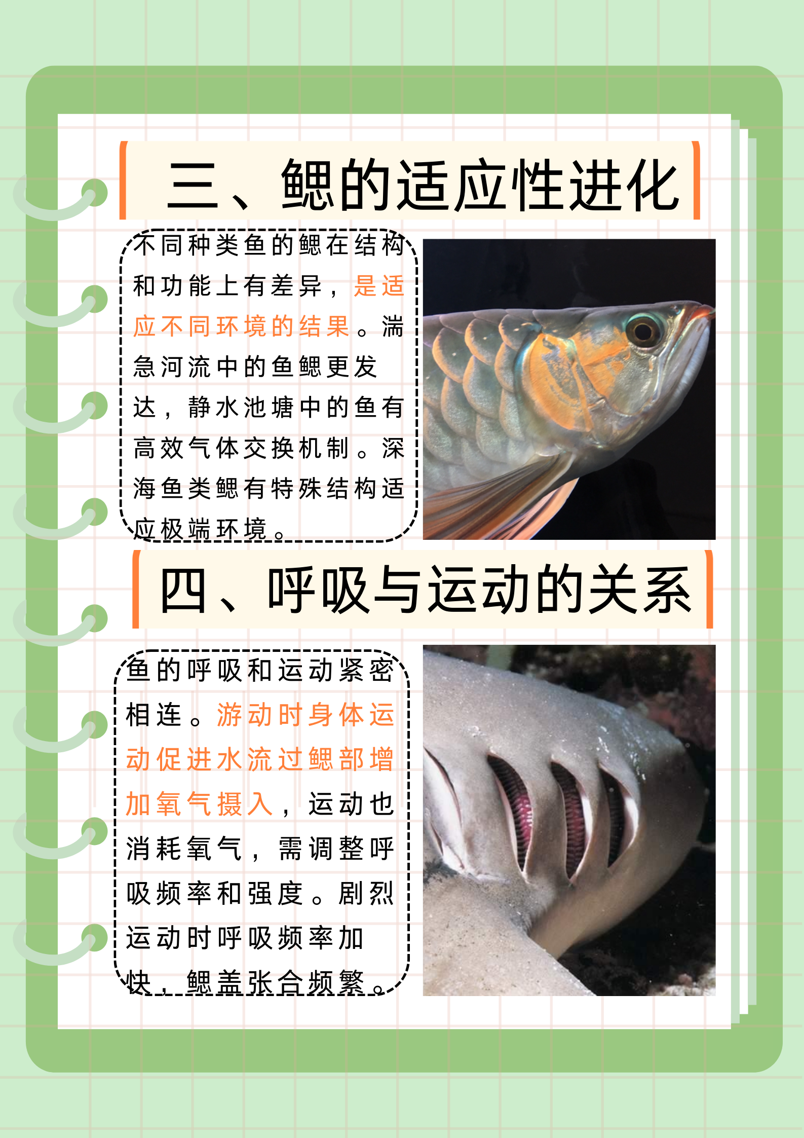 而鱼的呼吸方式,更是蕴含着无尽的奥秘