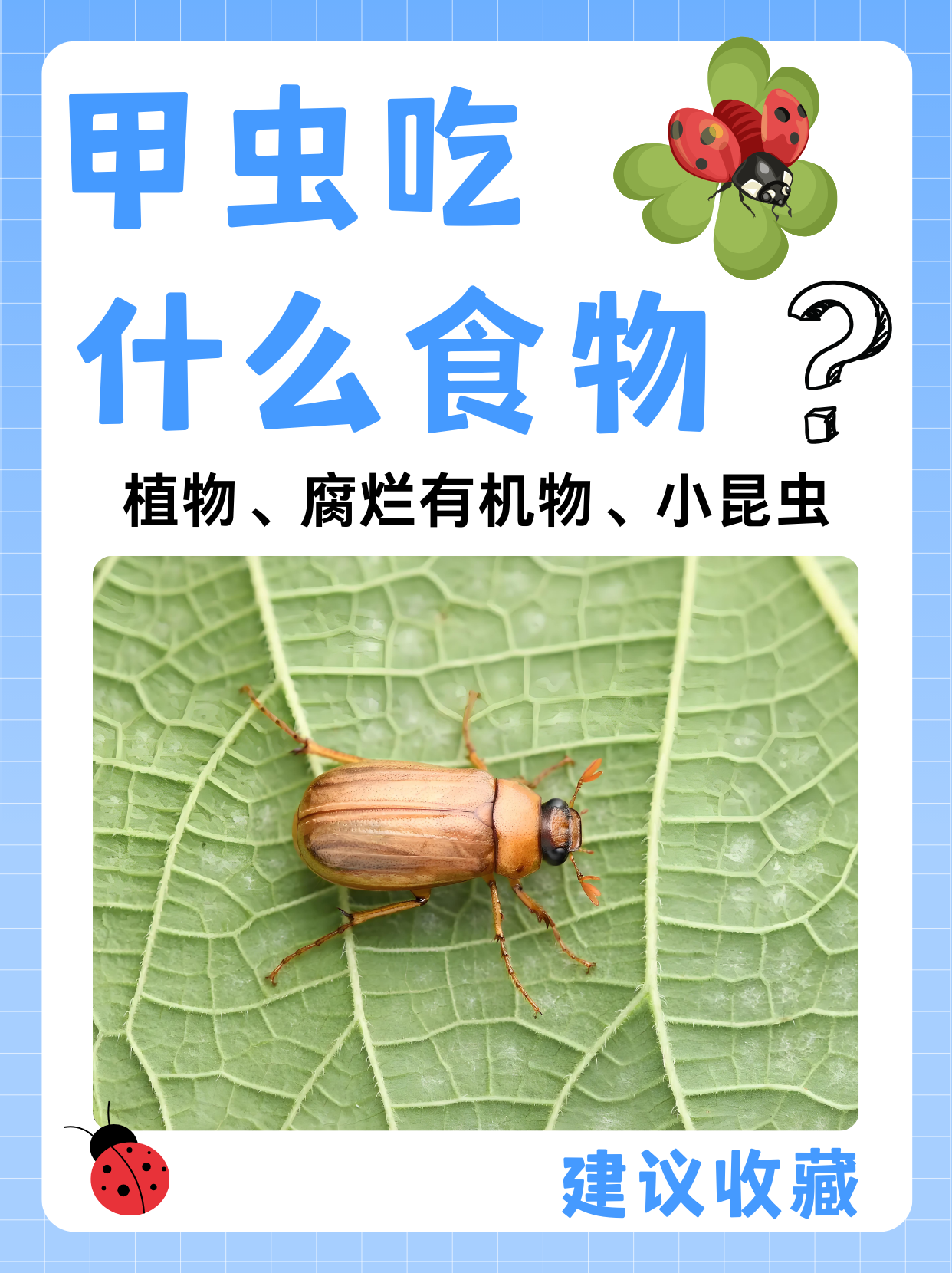 甲虫吃什么食物图片图片