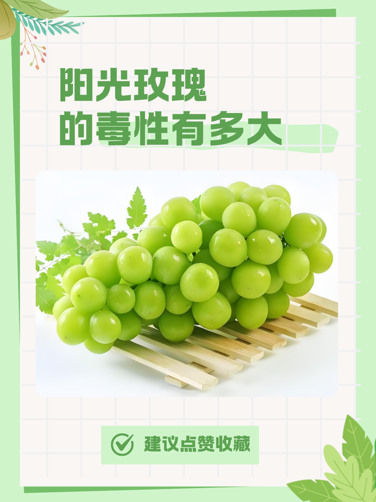 阳光玫瑰的毒性有多大 阳光玫瑰作为近年来备受欢迎的水果之一,不仅以