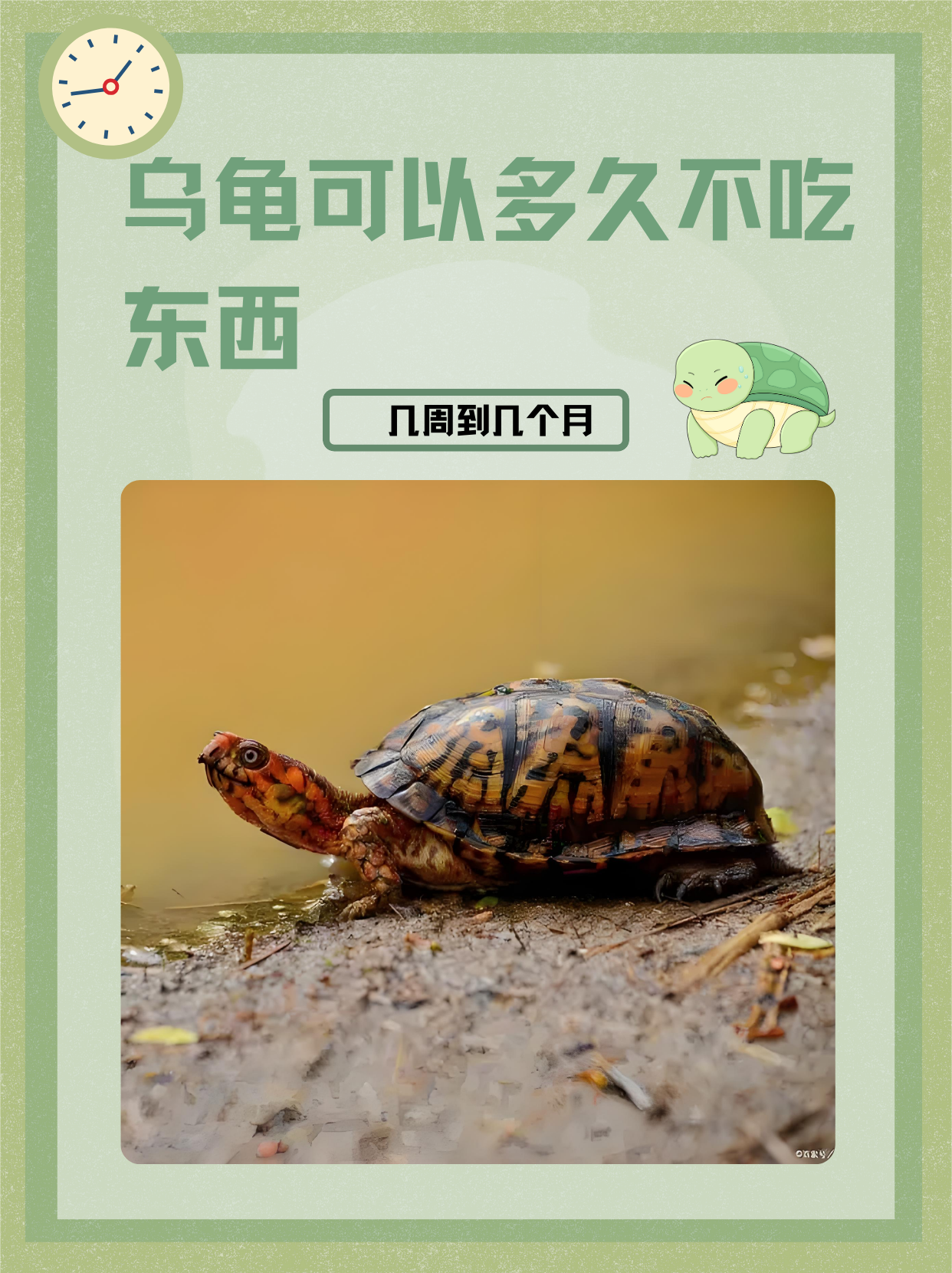 乌龟为什么不吃东西