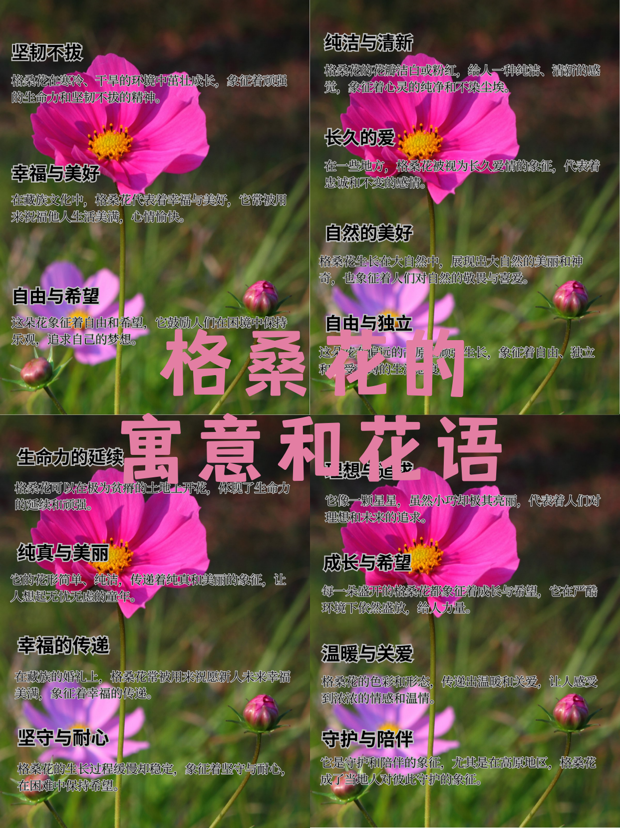 格桑花的寓意和花语  1.