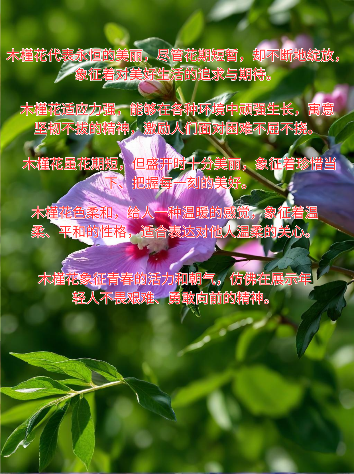 槿花的花语象征着温柔,坚韧与短暂的美好,这种花在不同