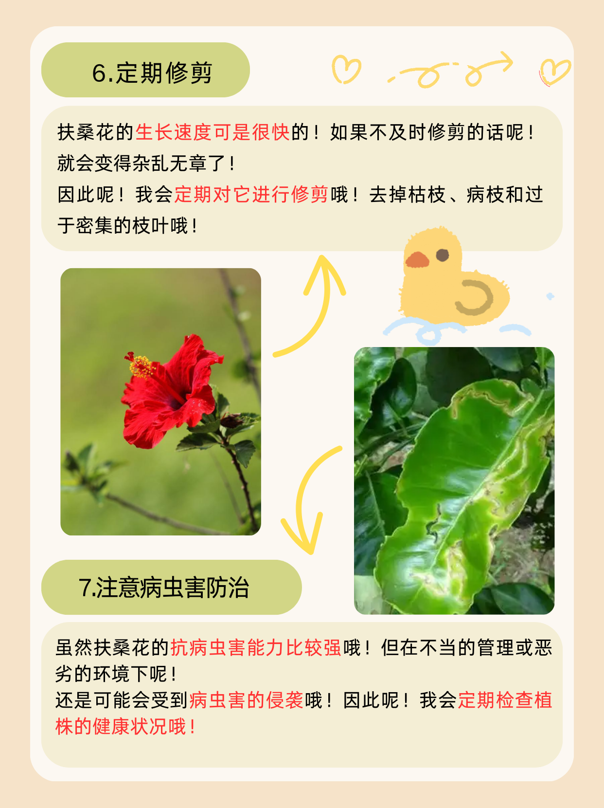 扶桑花的养殖方法和注意事项  扶桑花