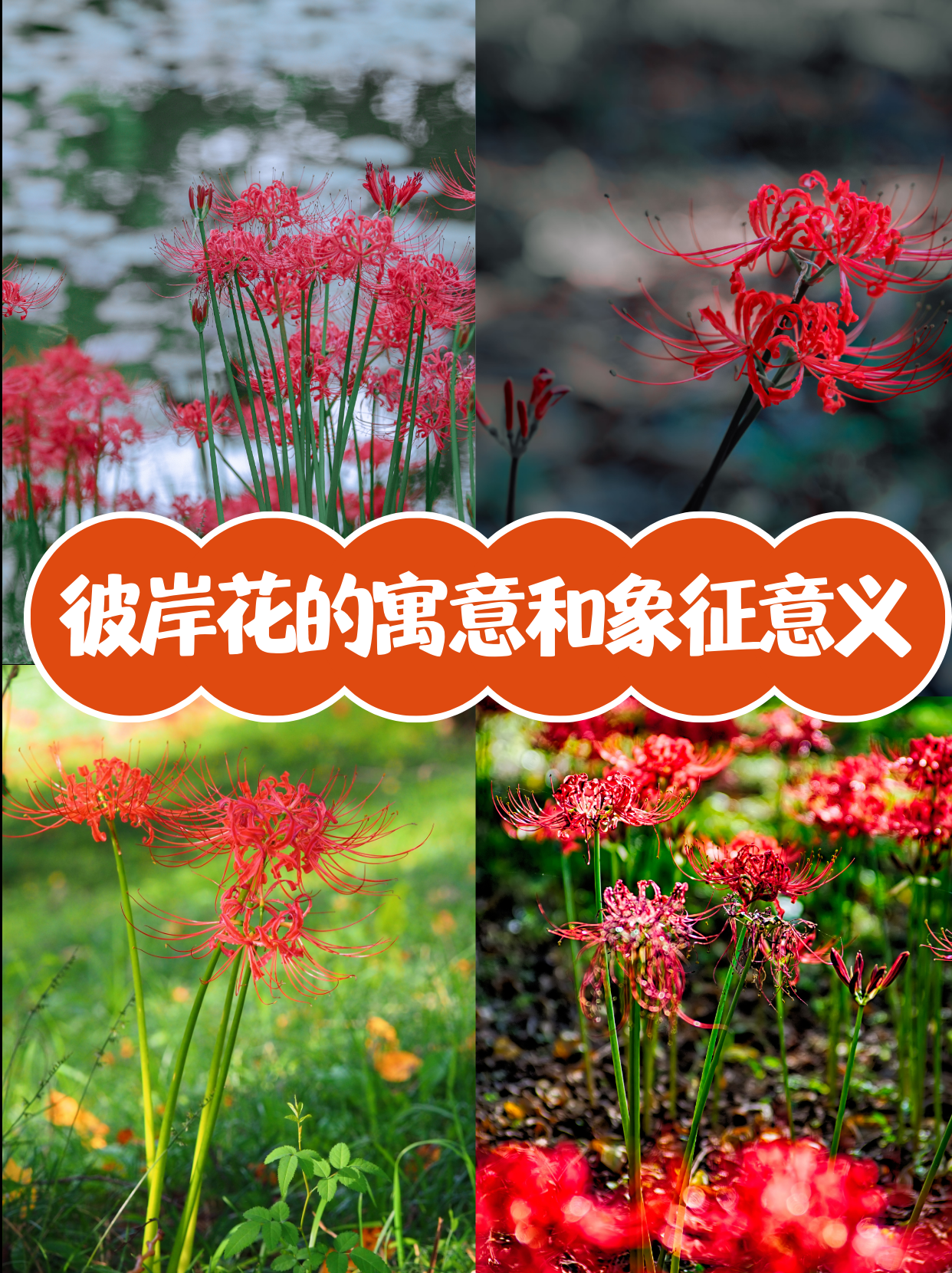 比岸花的寓意和象征意义