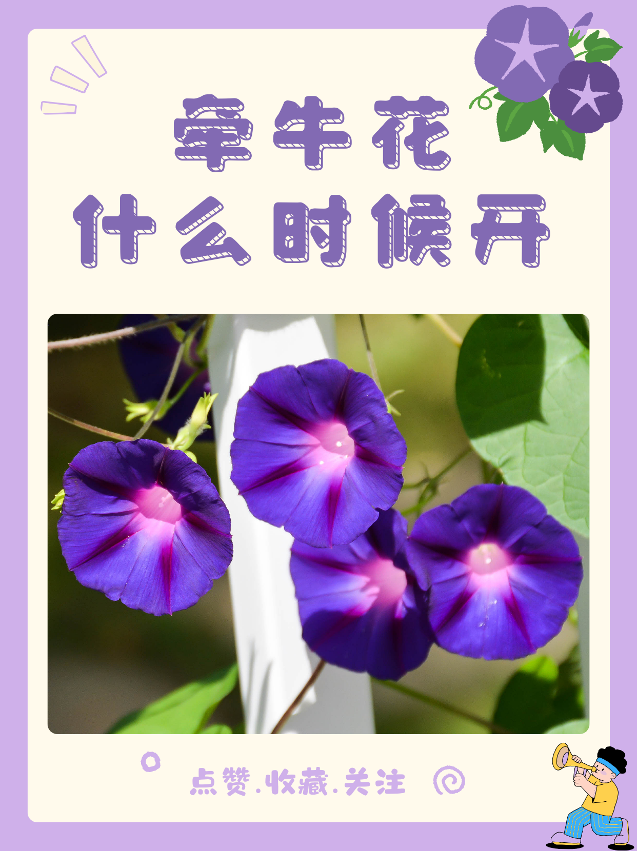 牵牛花什么时候开
