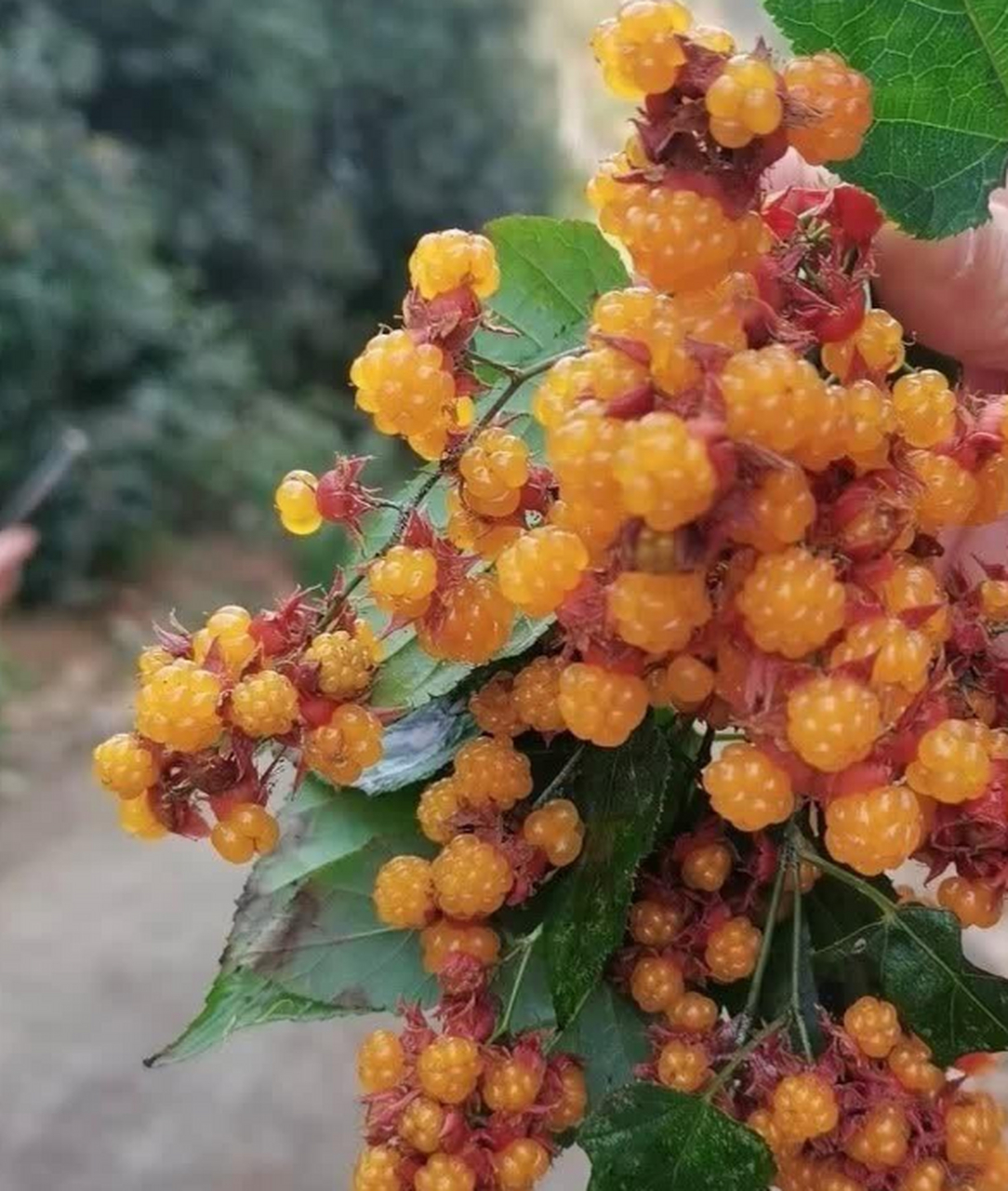 山上的野果子,北方人应该没吃过,只有南方的山上才有的