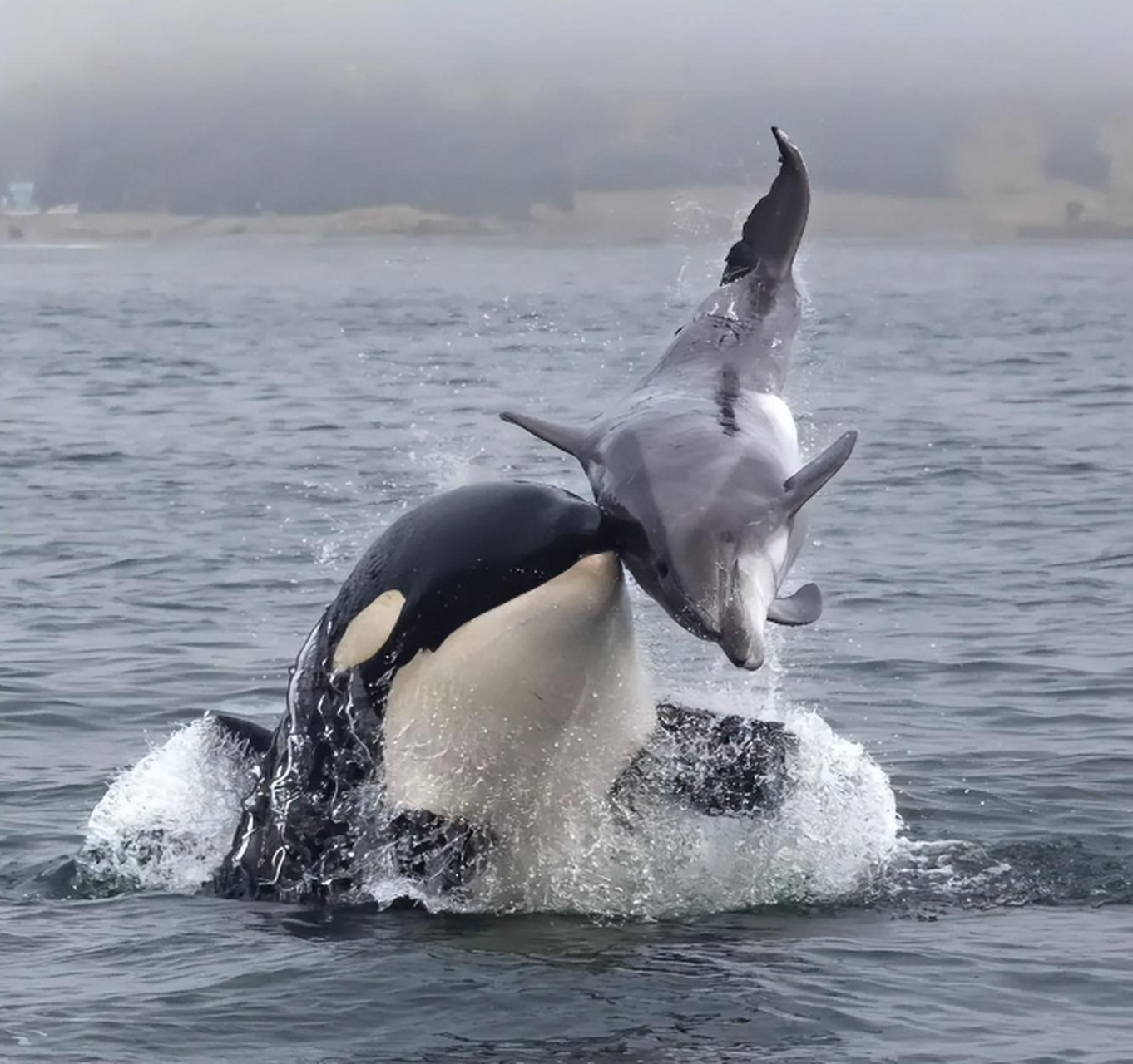 一头虎鲸正在捕猎一头海豚,看起来这头海豚凶多吉少